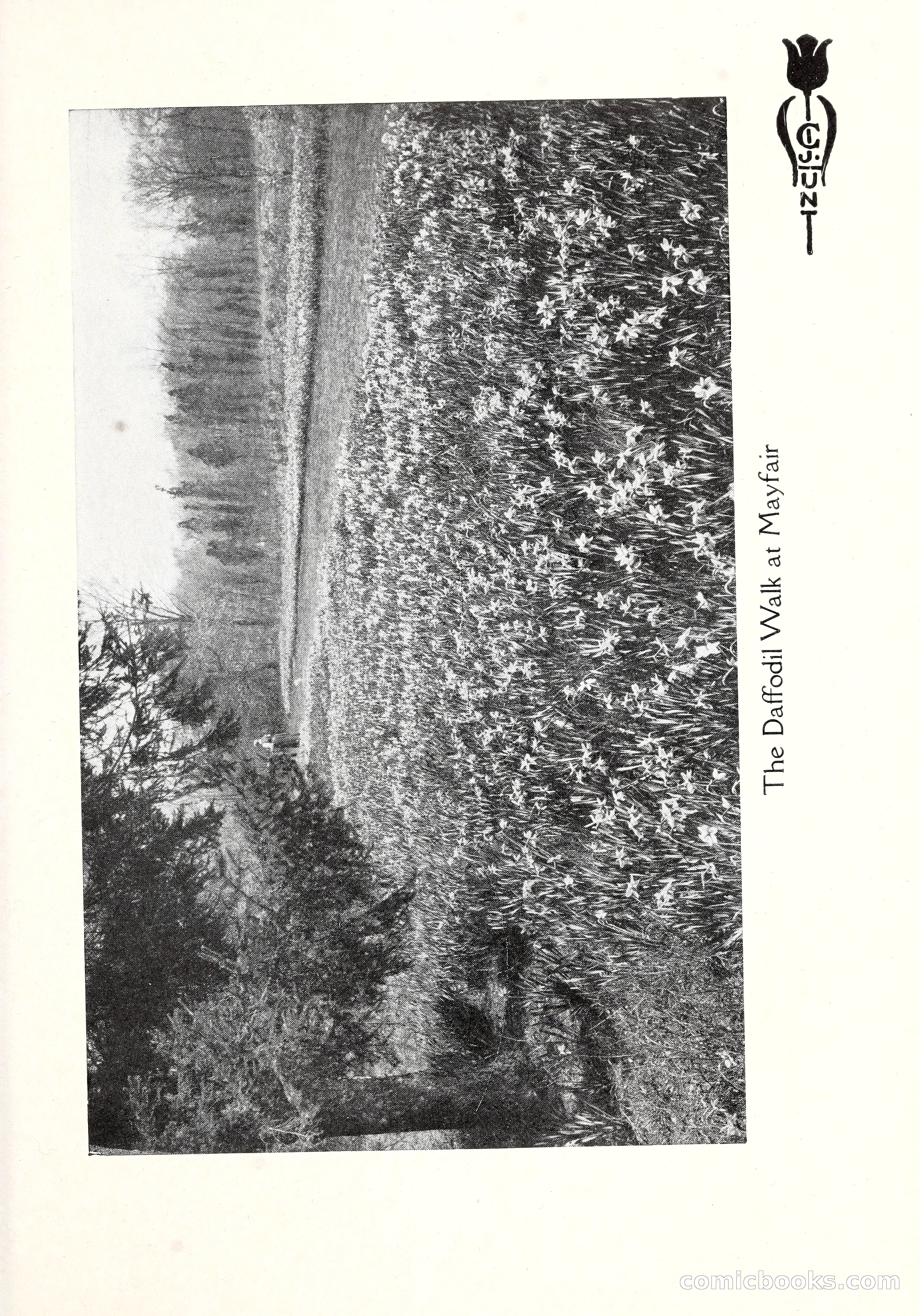 Blue Book of Bulbs, 1929 — page 92 of 125