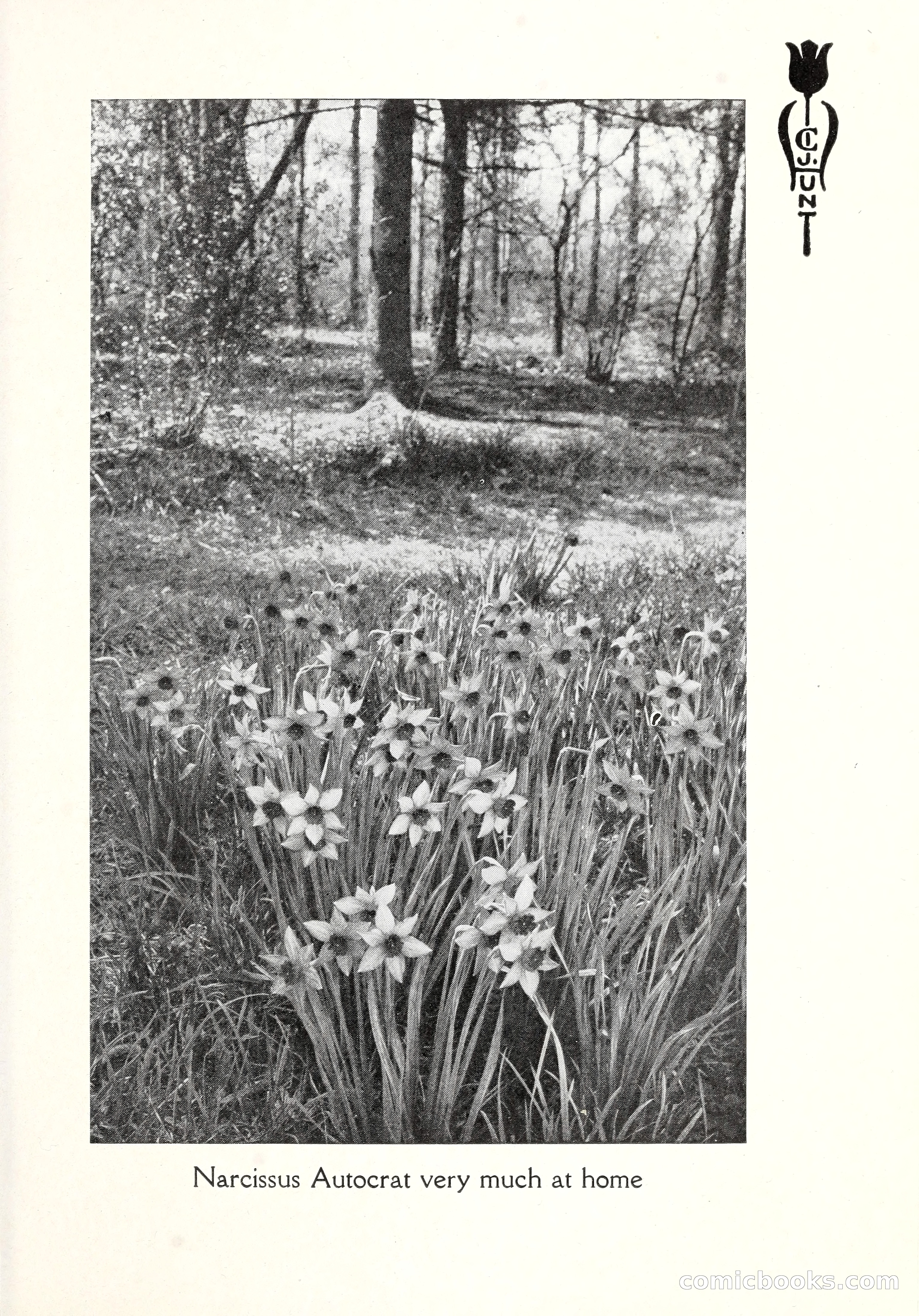 Blue Book of Bulbs, 1929 — page 96 of 125