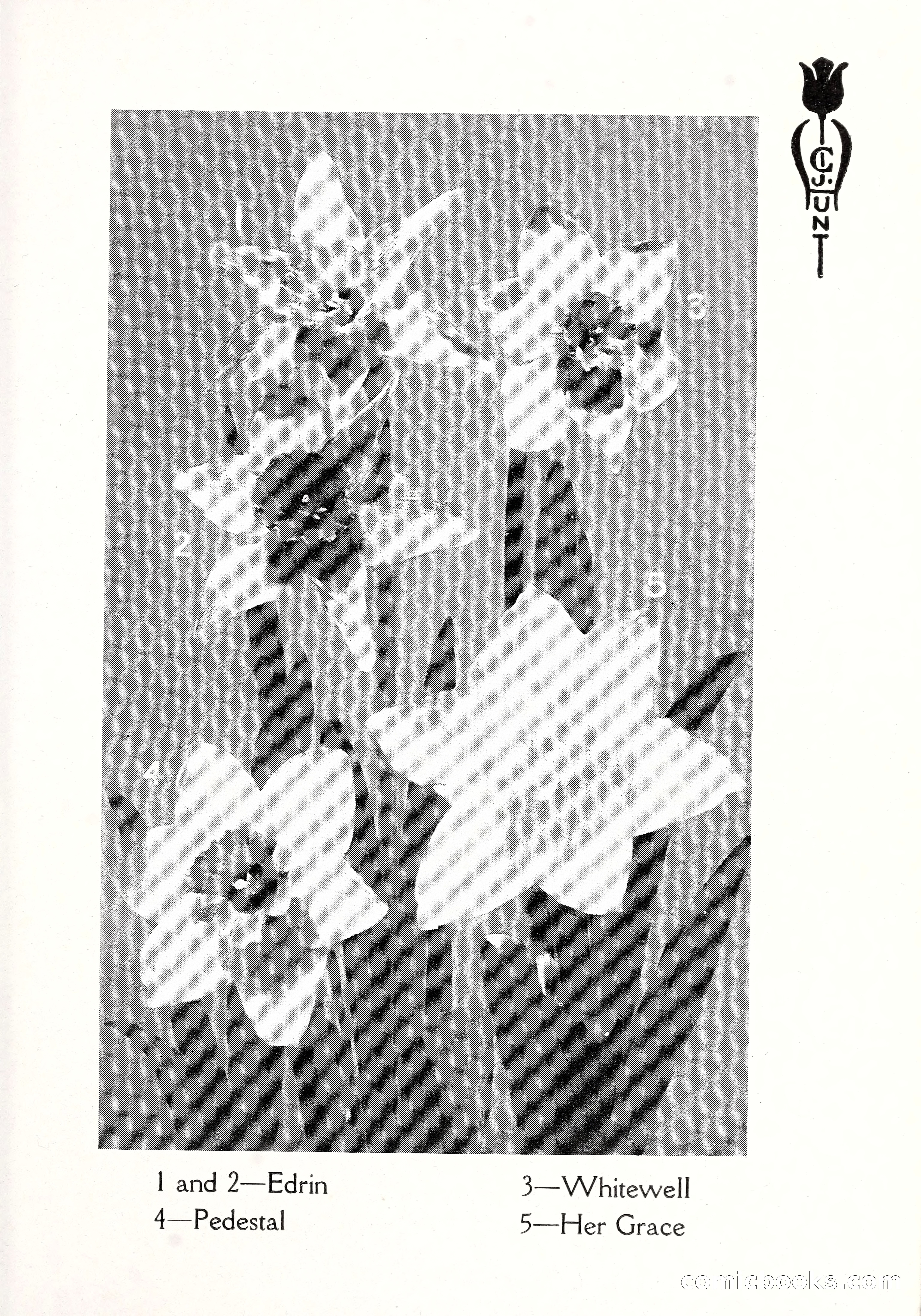 Blue Book of Bulbs, 1929 — page 100 of 125