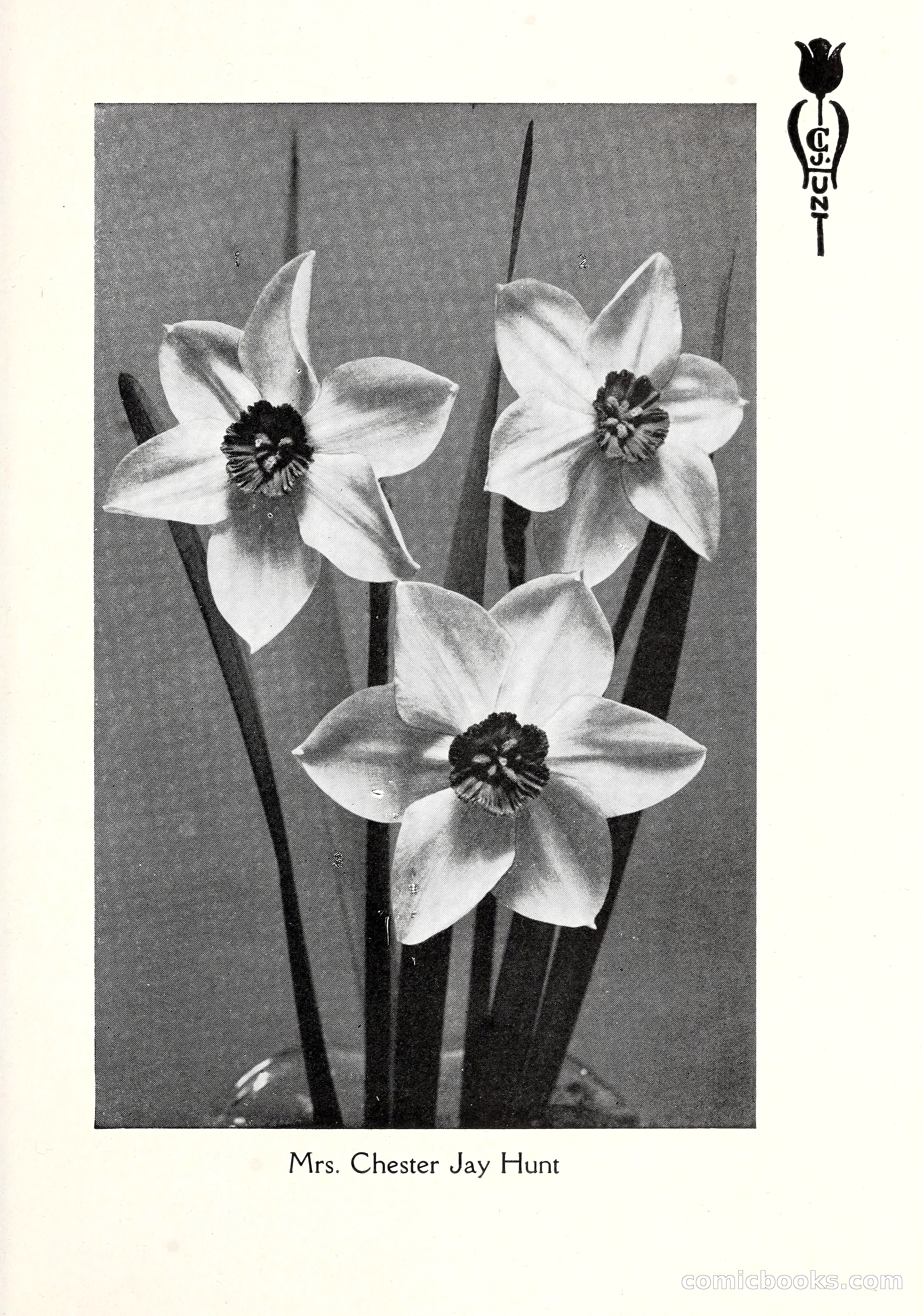 Blue Book of Bulbs, 1929 — page 106 of 125