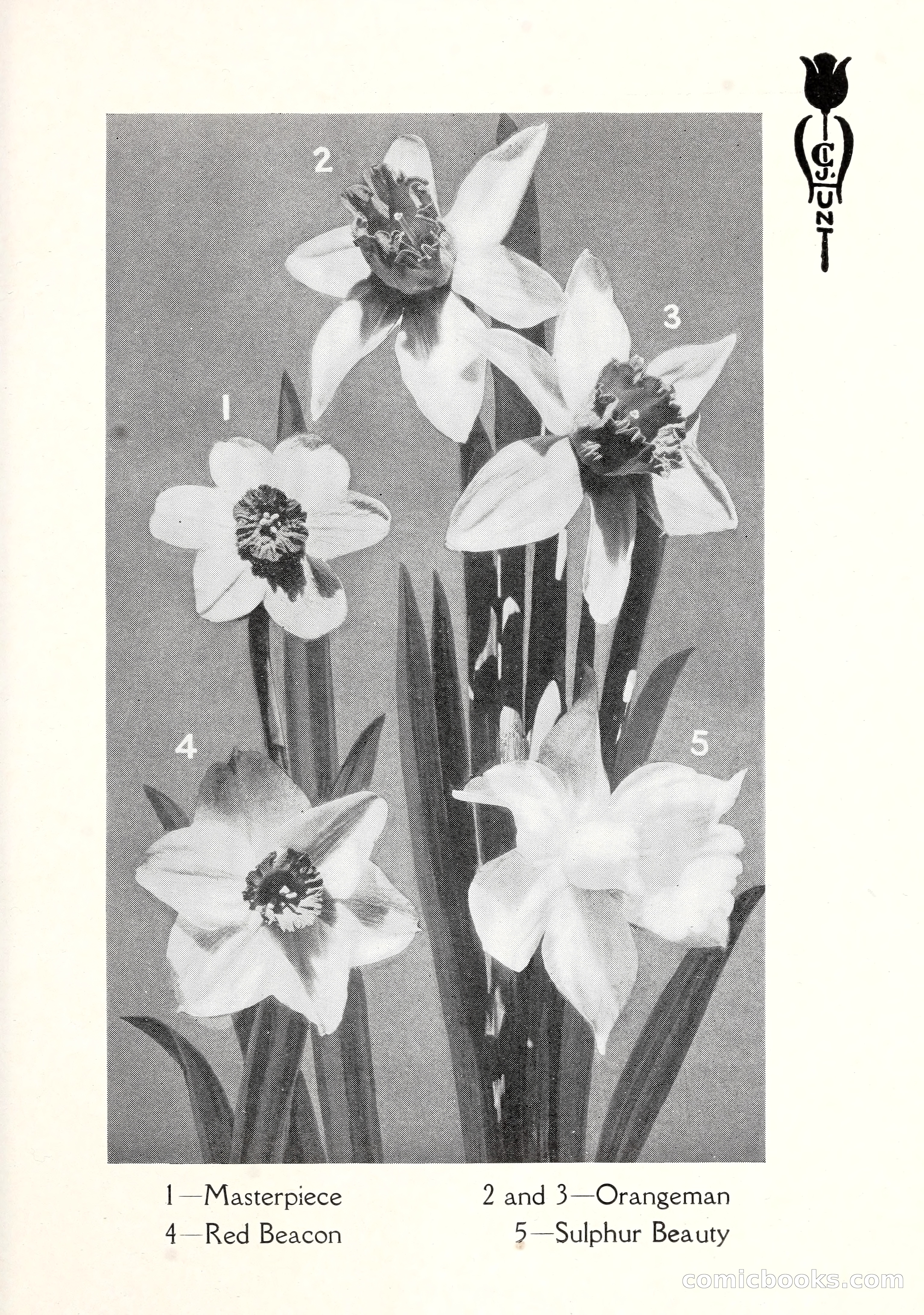 Blue Book of Bulbs, 1929 — page 110 of 125