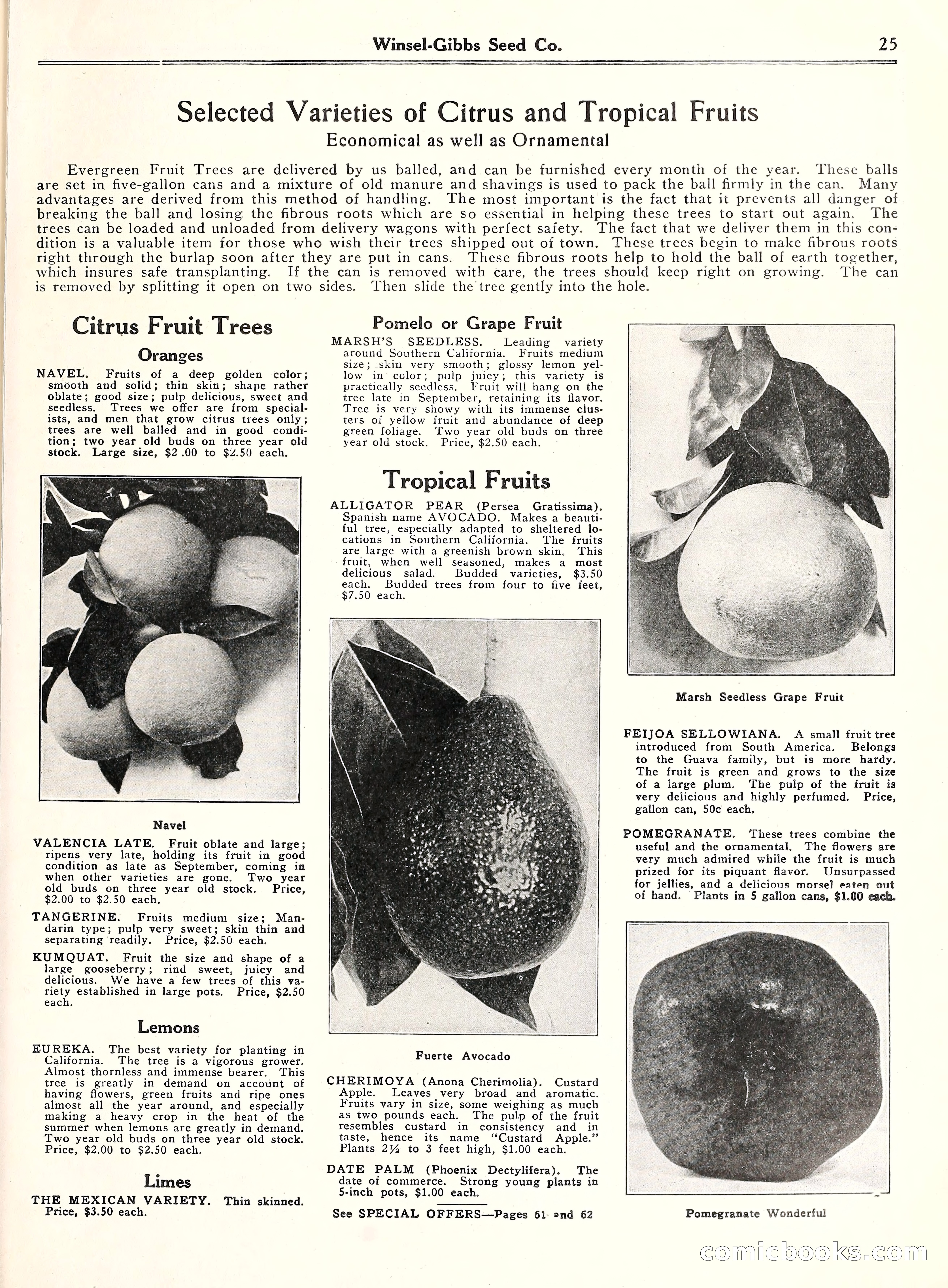 Blue Book of Gardening, 1929 — page 30 of 69