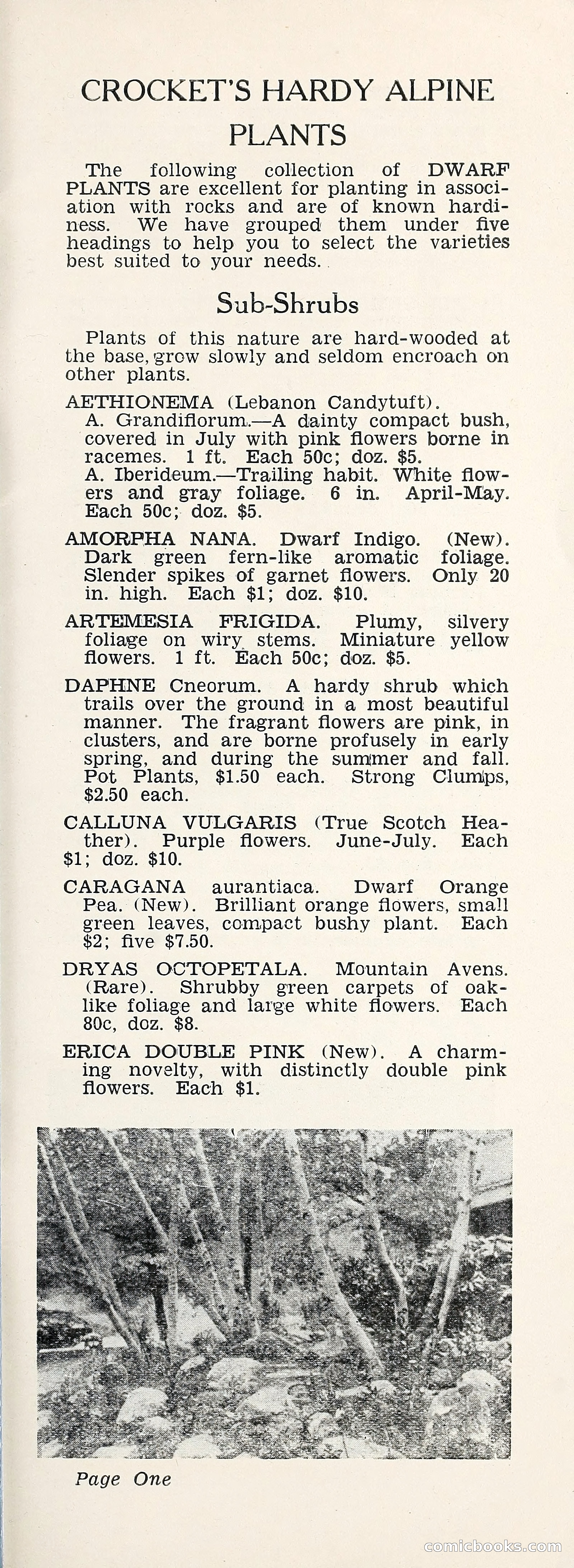 Crockett's Blue Book: Alpines, Perennials, Seeds, Bulbs — page 6 of 37