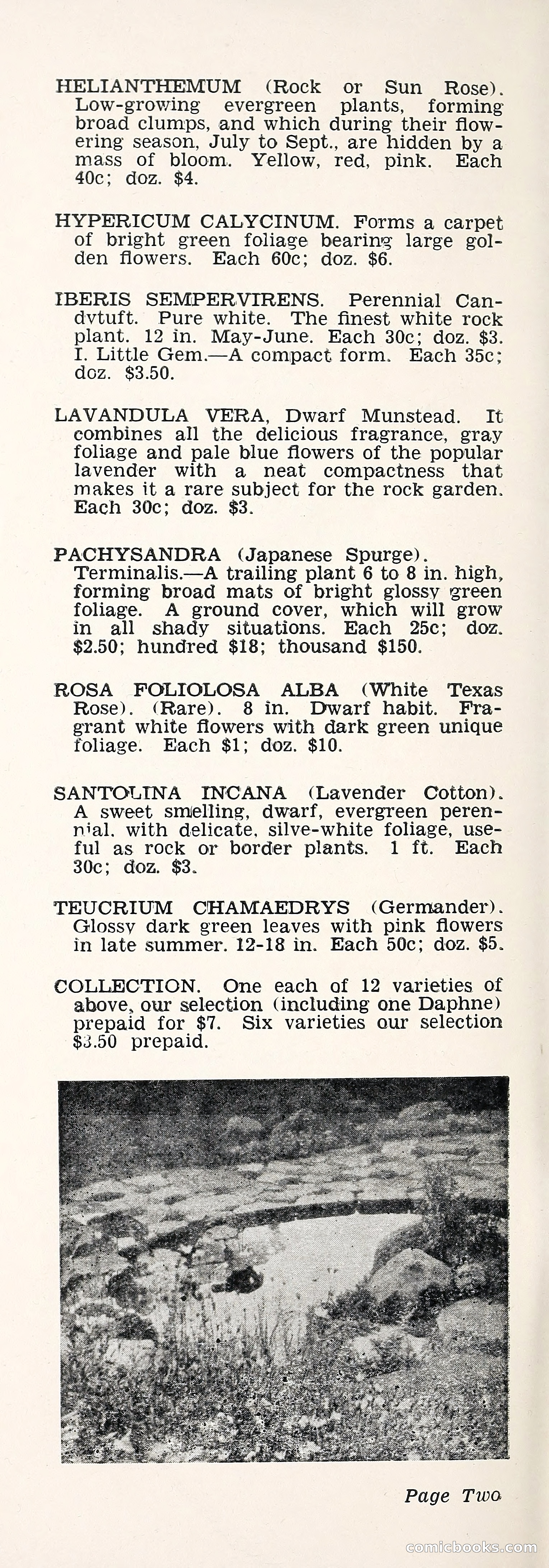 Crockett's Blue Book: Alpines, Perennials, Seeds, Bulbs — page 7 of 37
