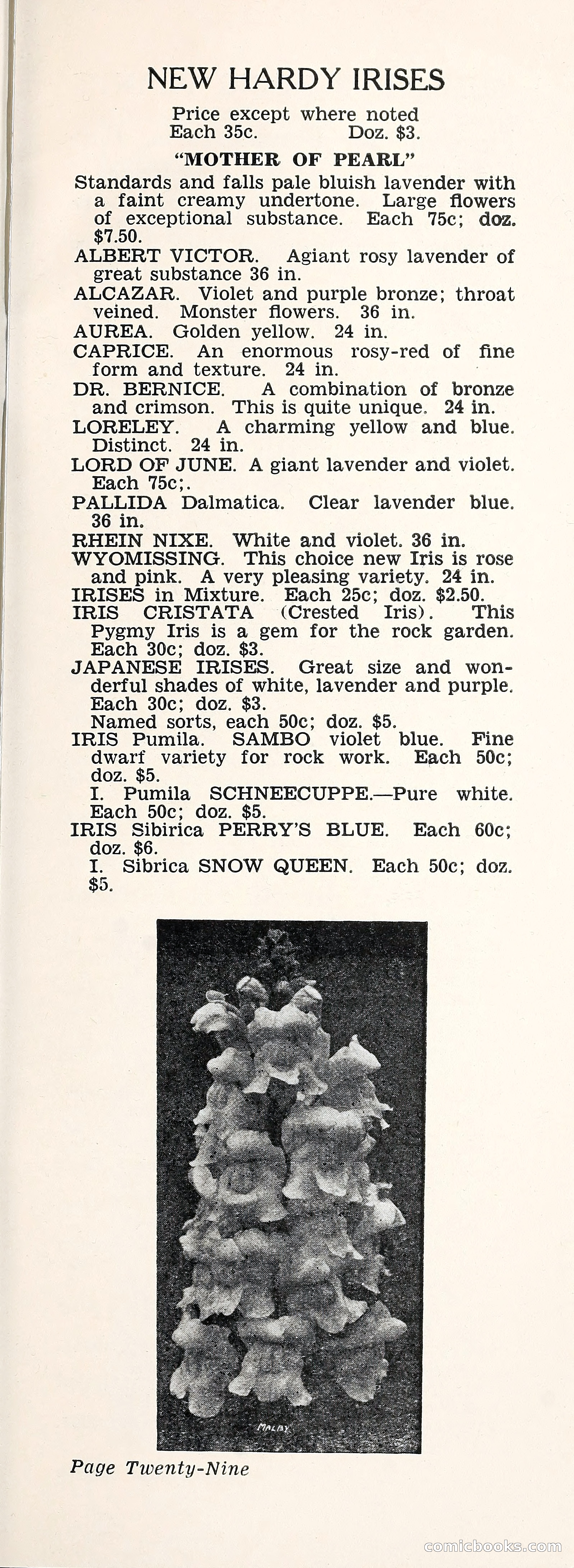 Crockett's Blue Book: Alpines, Perennials, Seeds, Bulbs — page 34 of 37