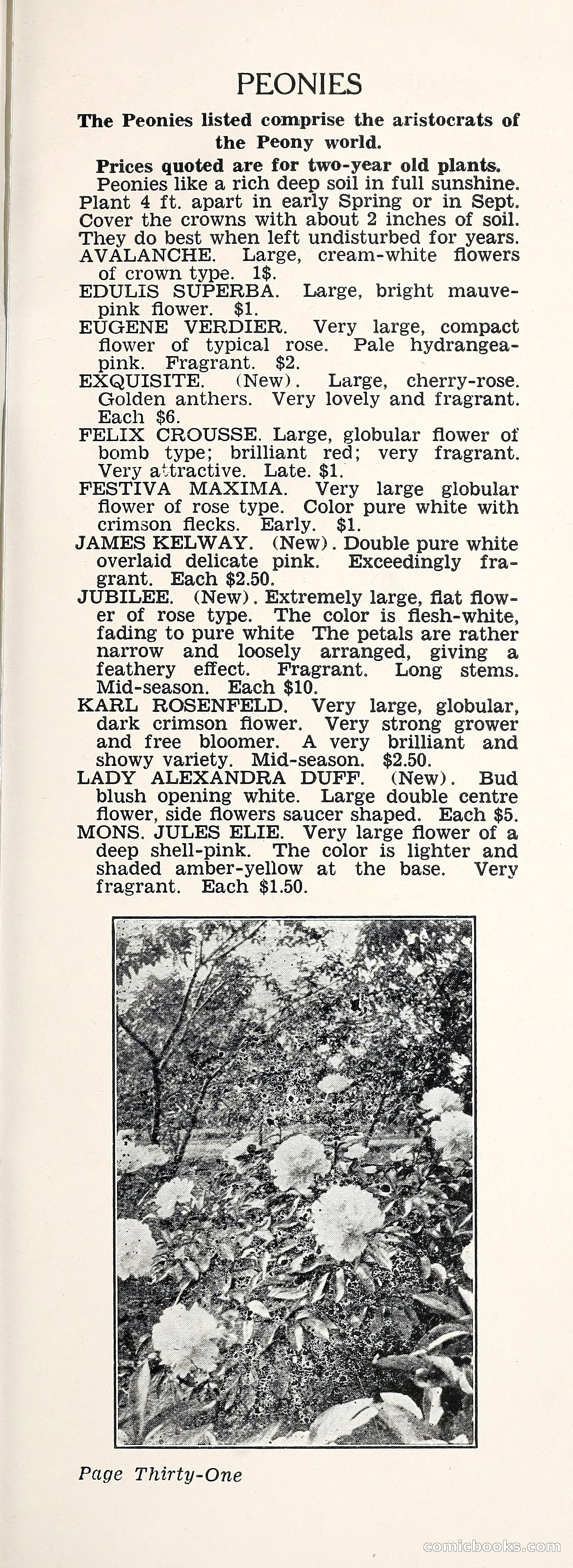Crockett's Blue Book: Alpines, Perennials, Seeds, Bulbs — page 36 of 37