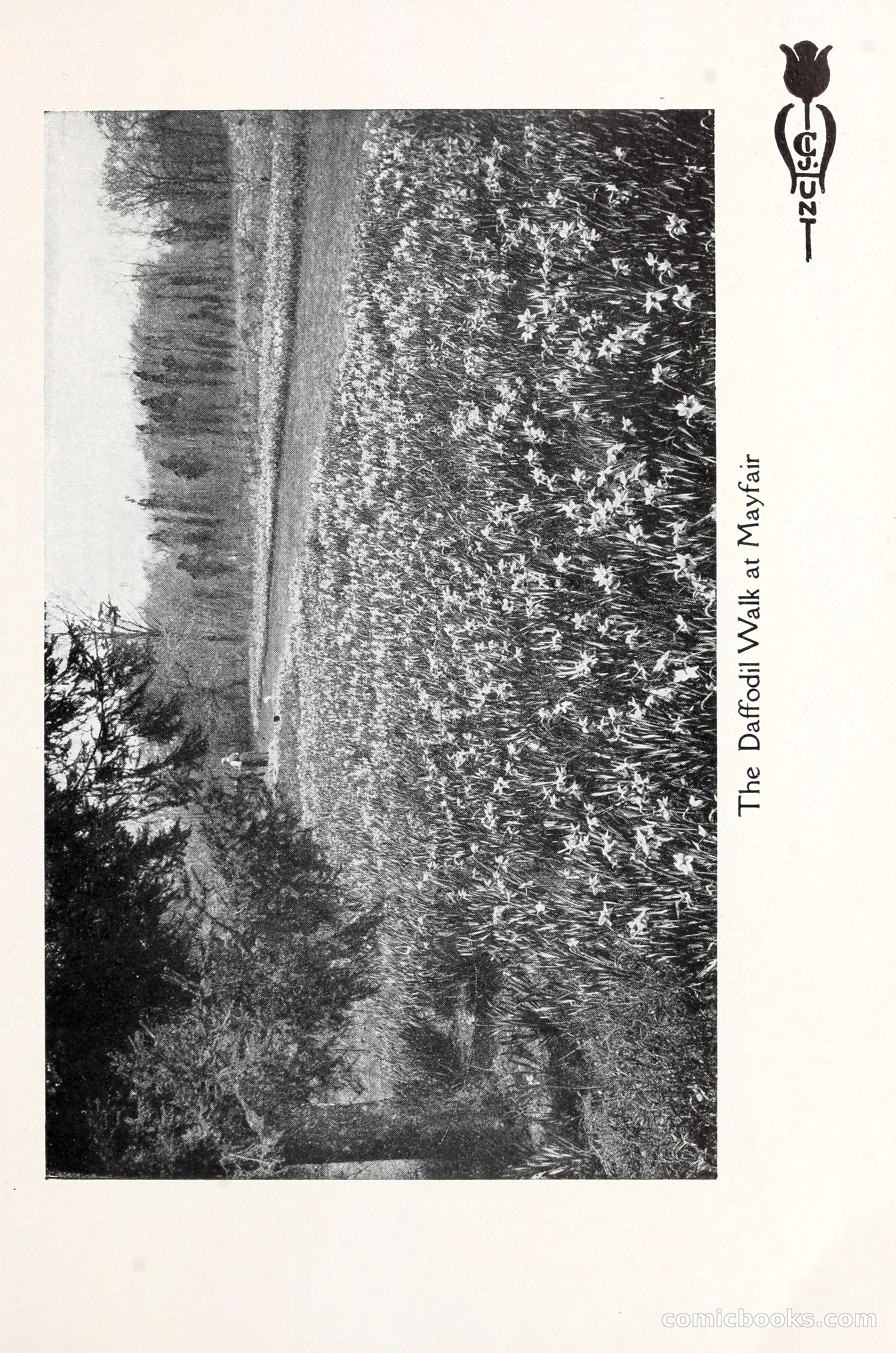 Blue Book of Bulbs, 1930 — page 16 of 137