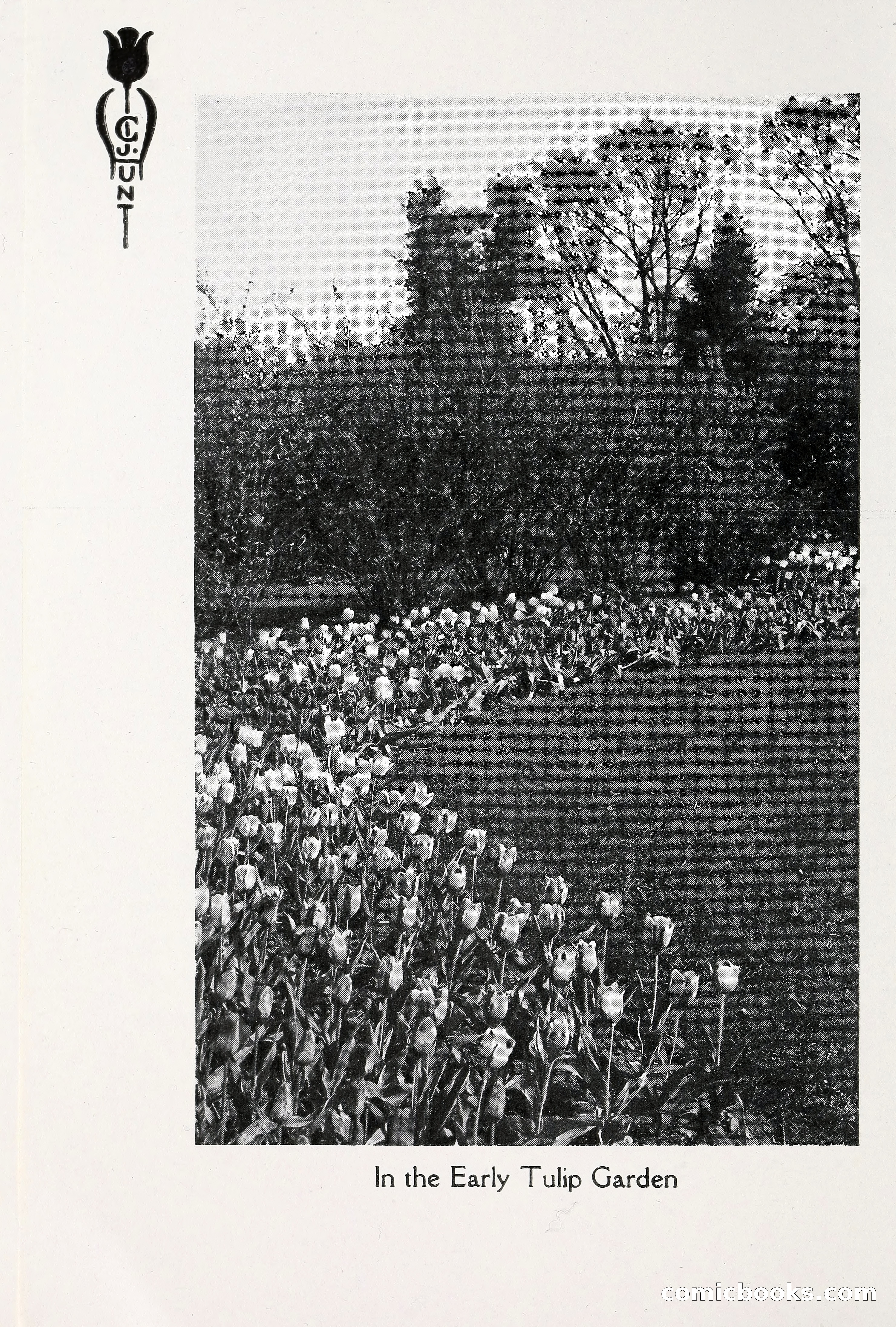 Blue Book of Bulbs, 1930 — page 25 of 137