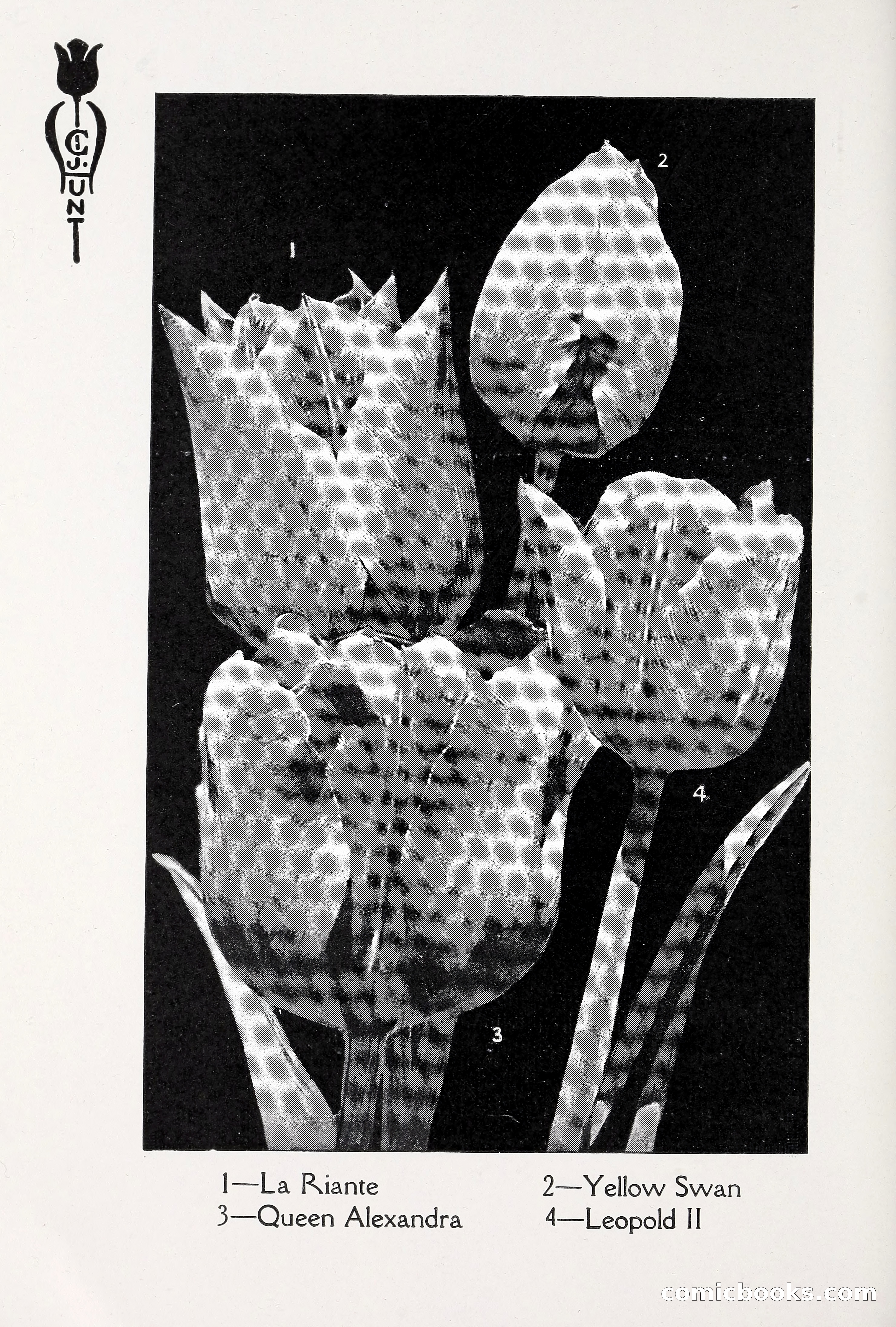 Blue Book of Bulbs, 1930 — page 33 of 137