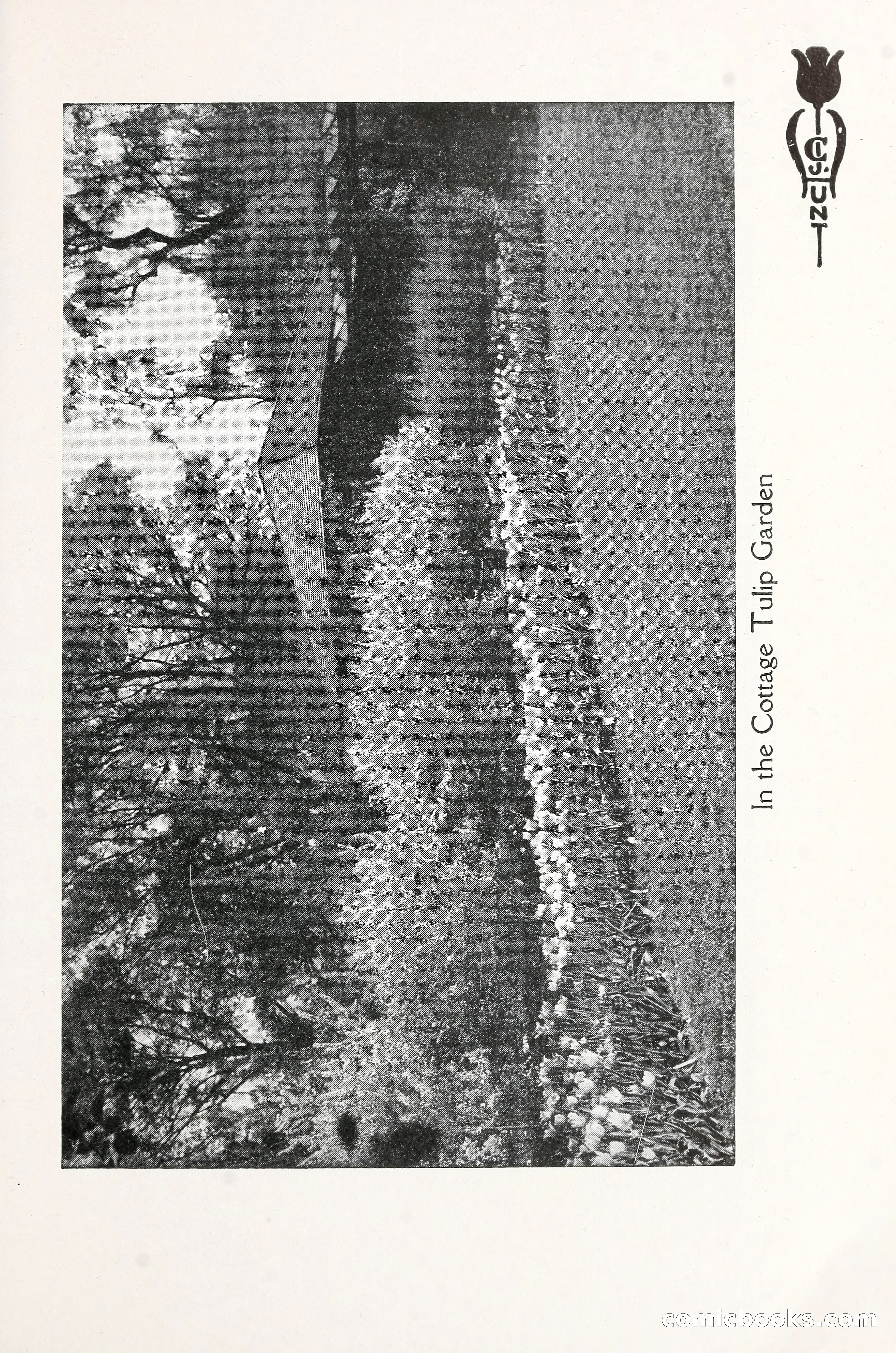 Blue Book of Bulbs, 1930 — page 42 of 137