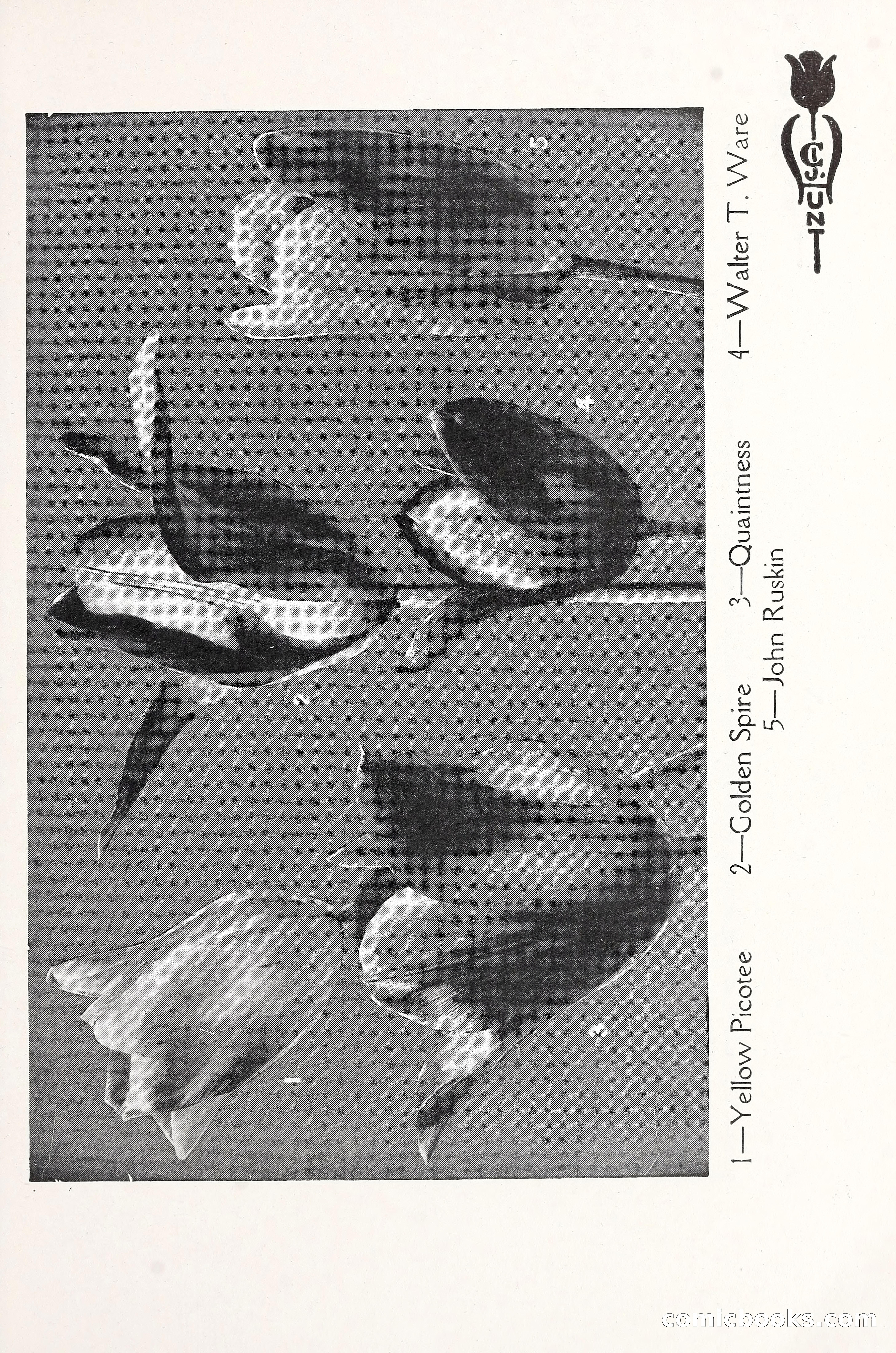 Blue Book of Bulbs, 1930 — page 52 of 137