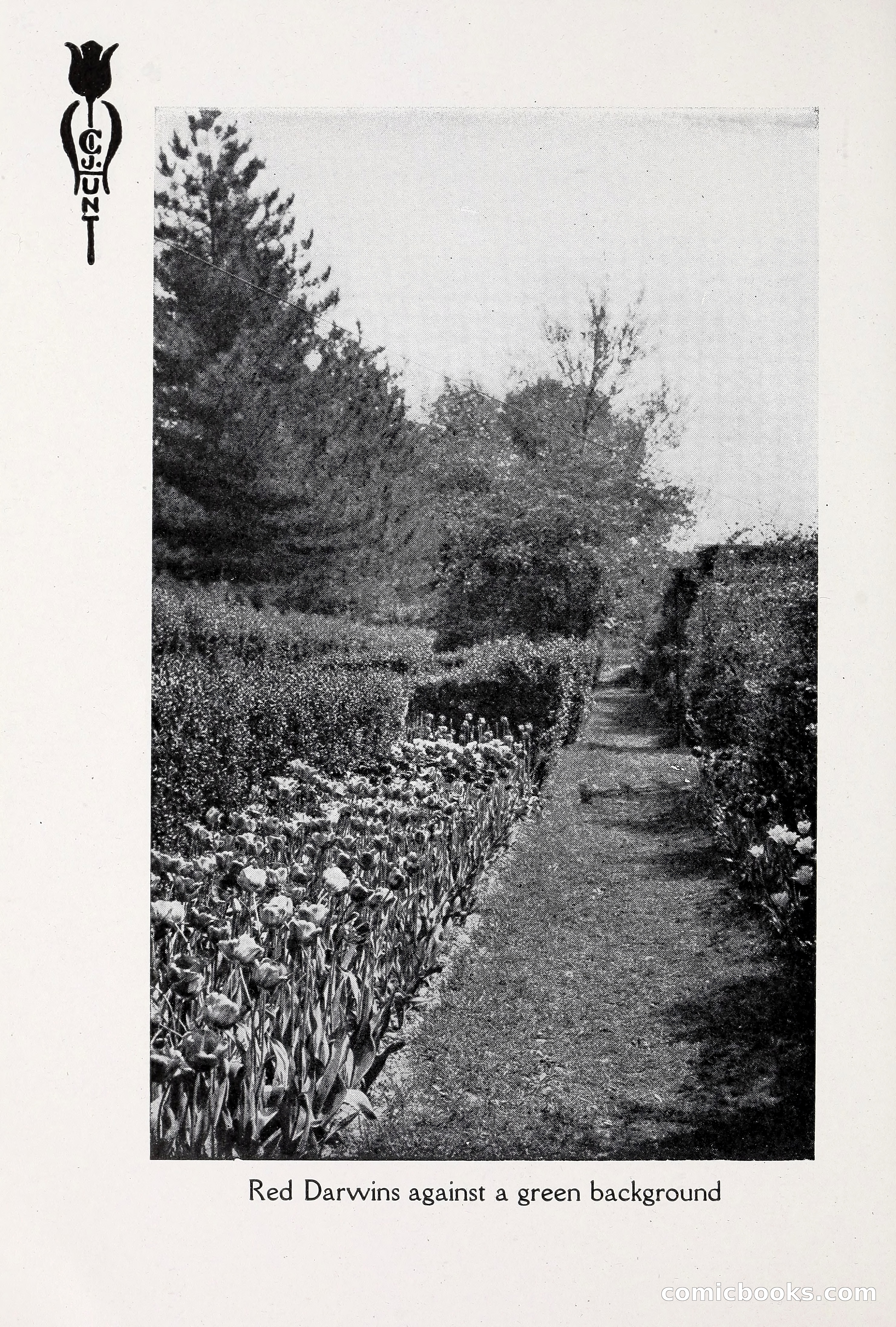 Blue Book of Bulbs, 1930 — page 57 of 137