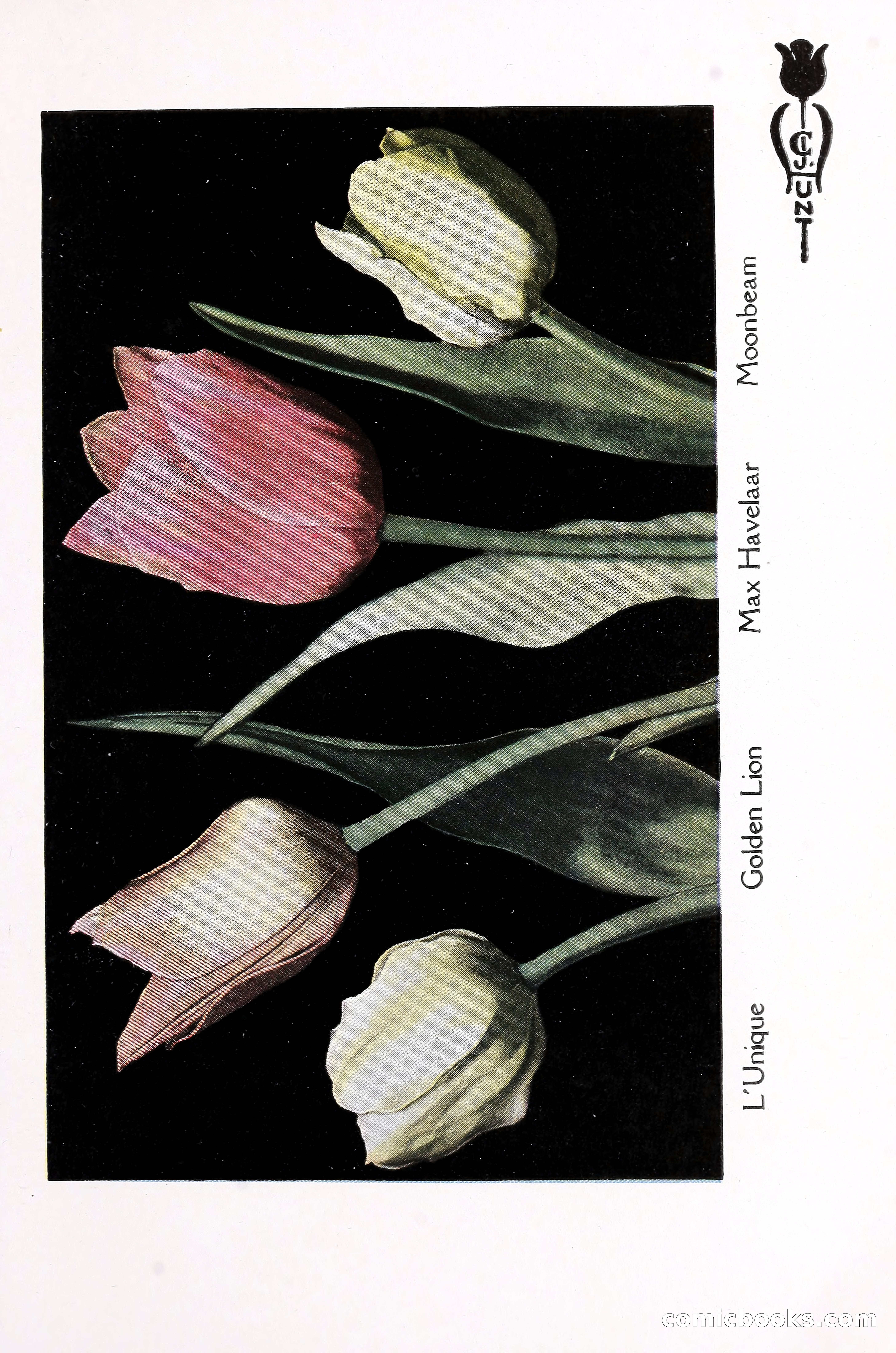 Blue Book of Bulbs, 1930 — page 66 of 137