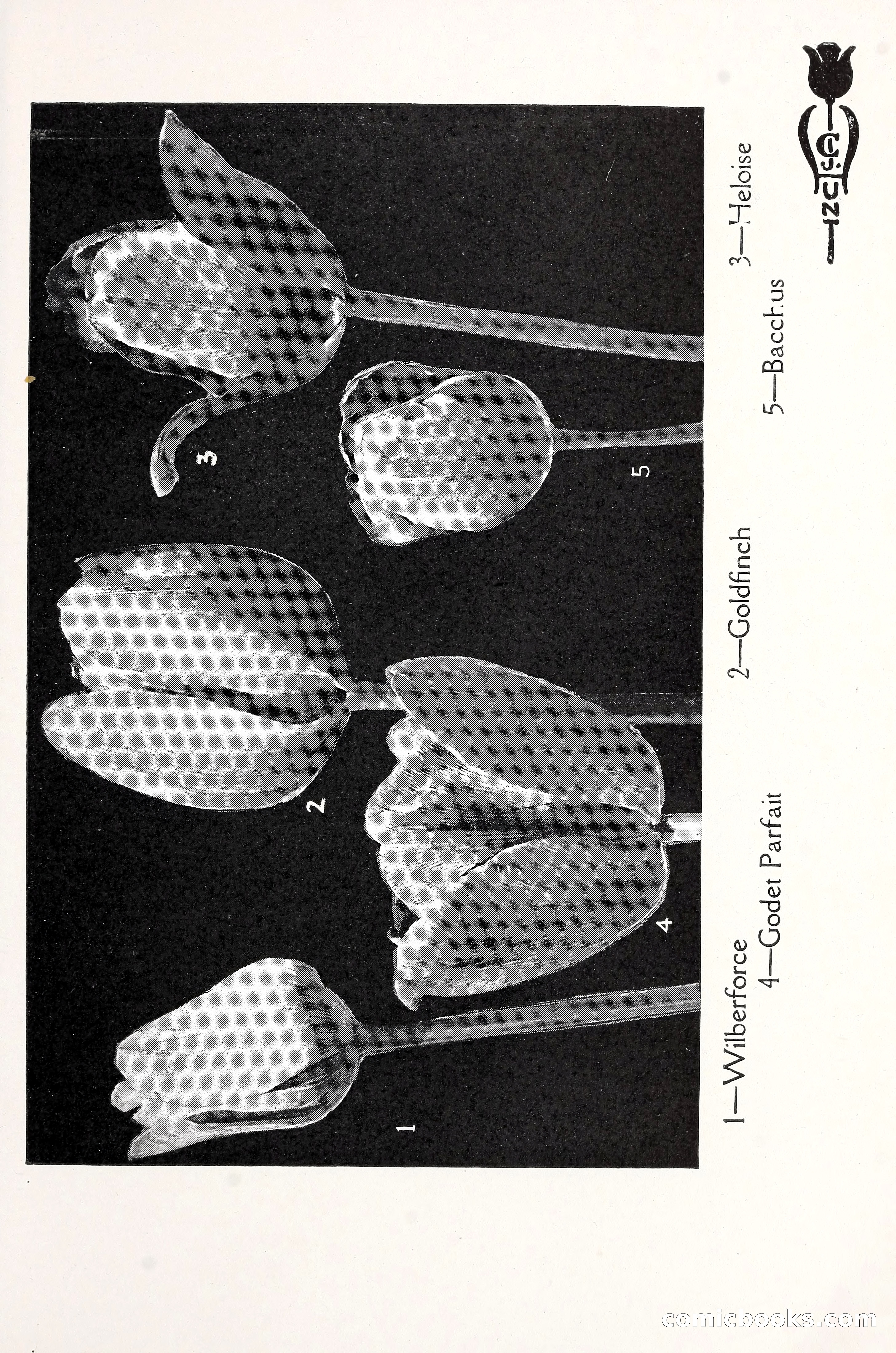 Blue Book of Bulbs, 1930 — page 74 of 137