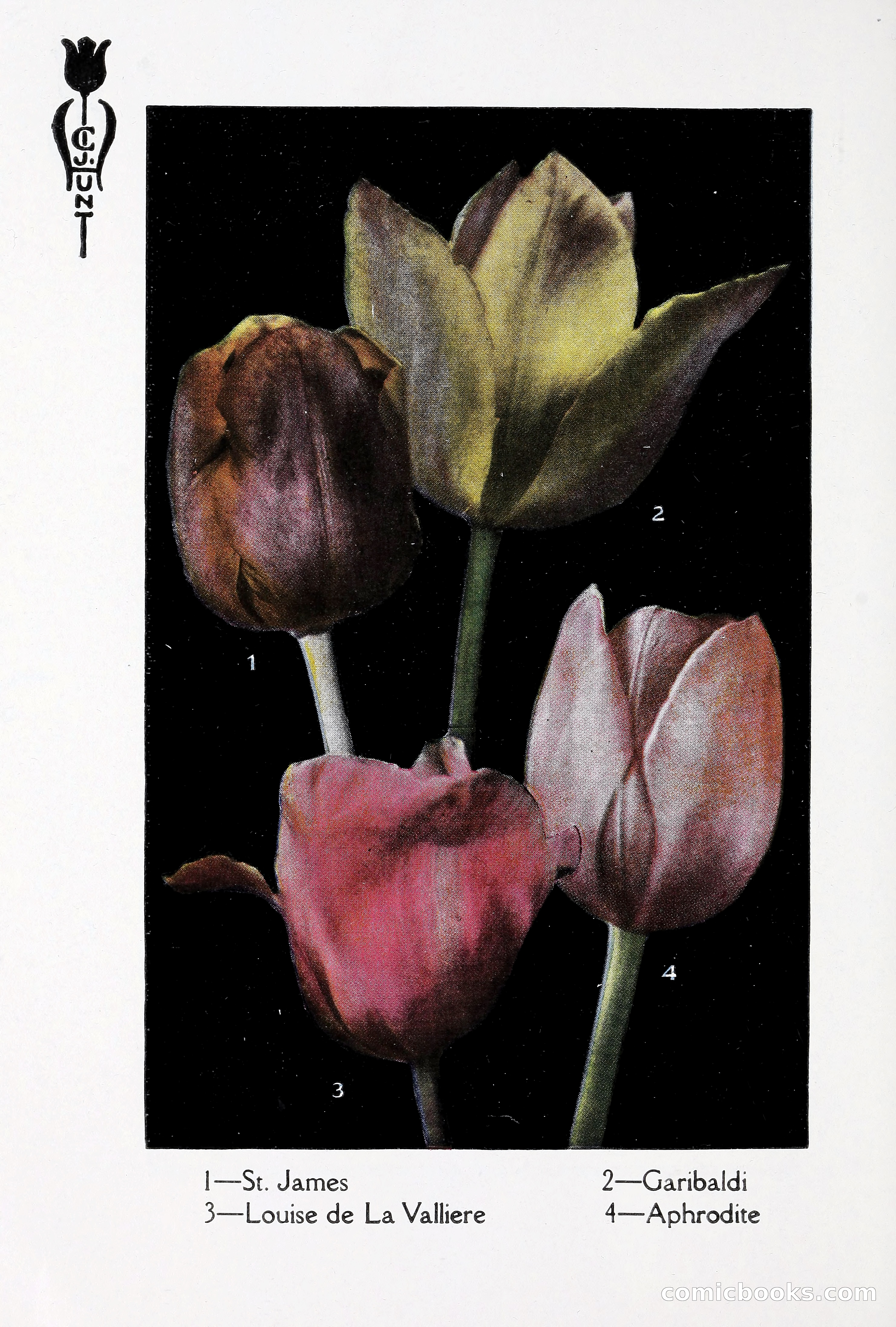 Blue Book of Bulbs, 1930 — page 79 of 137