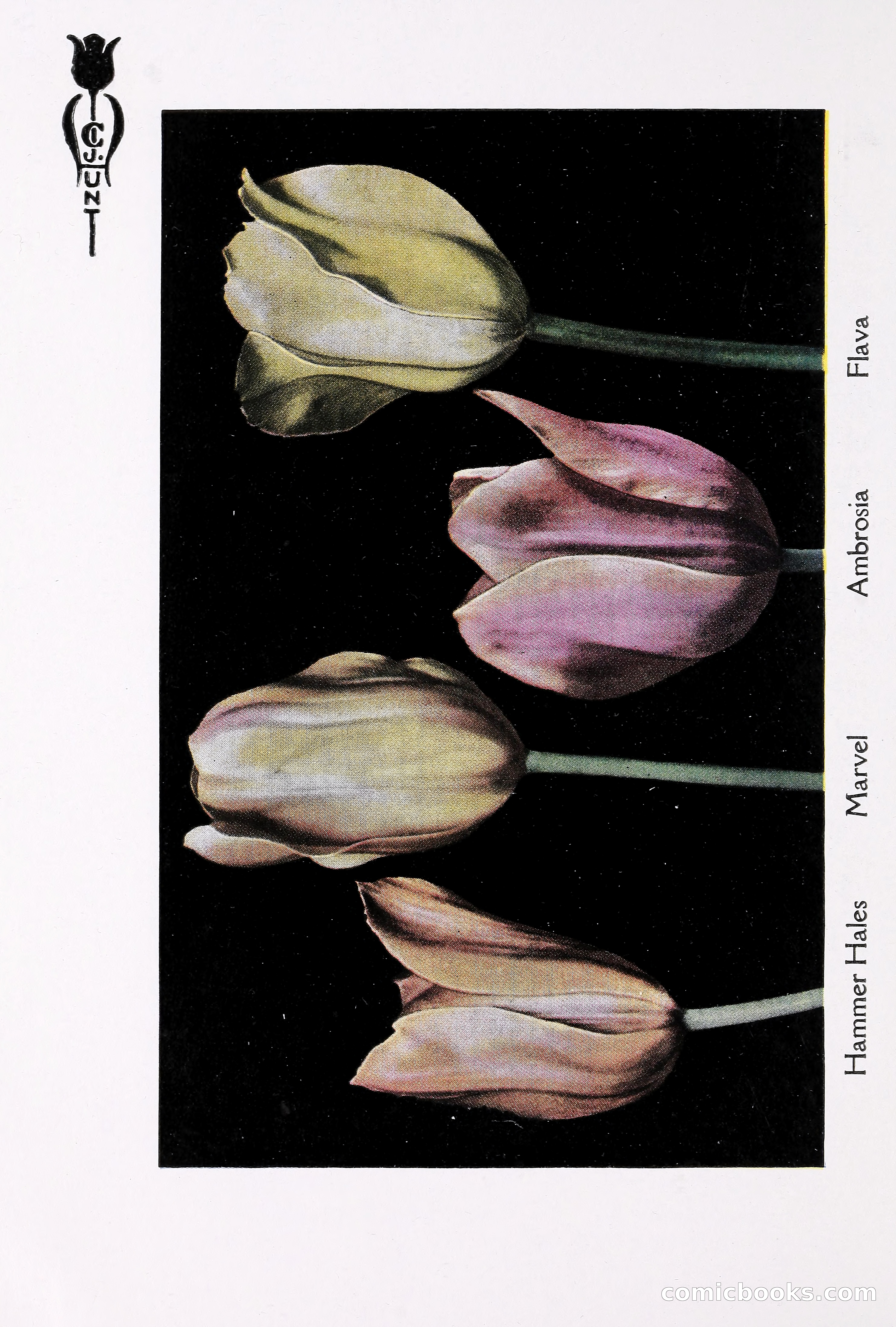 Blue Book of Bulbs, 1930 — page 81 of 137