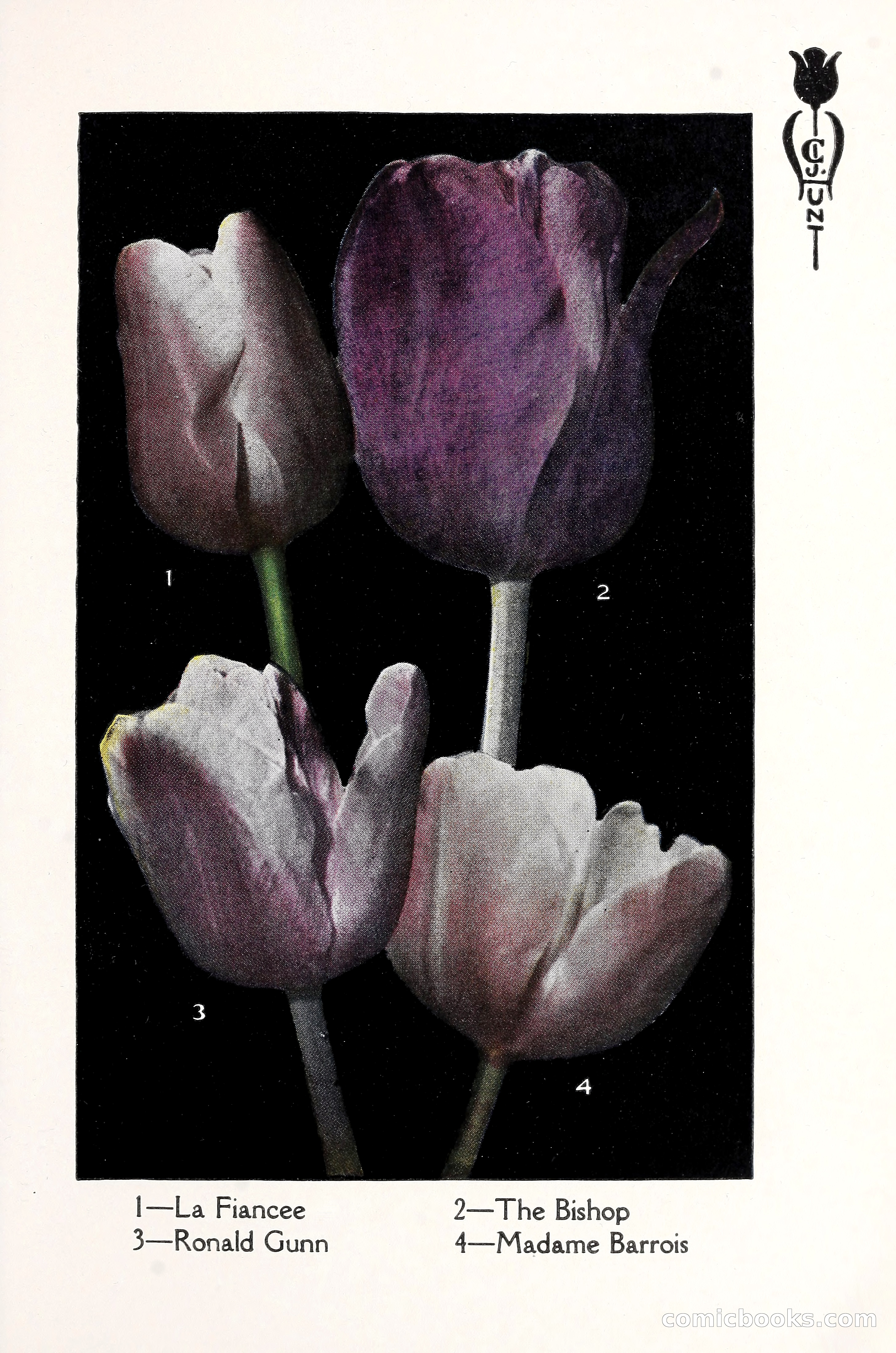 Blue Book of Bulbs, 1930 — page 92 of 137