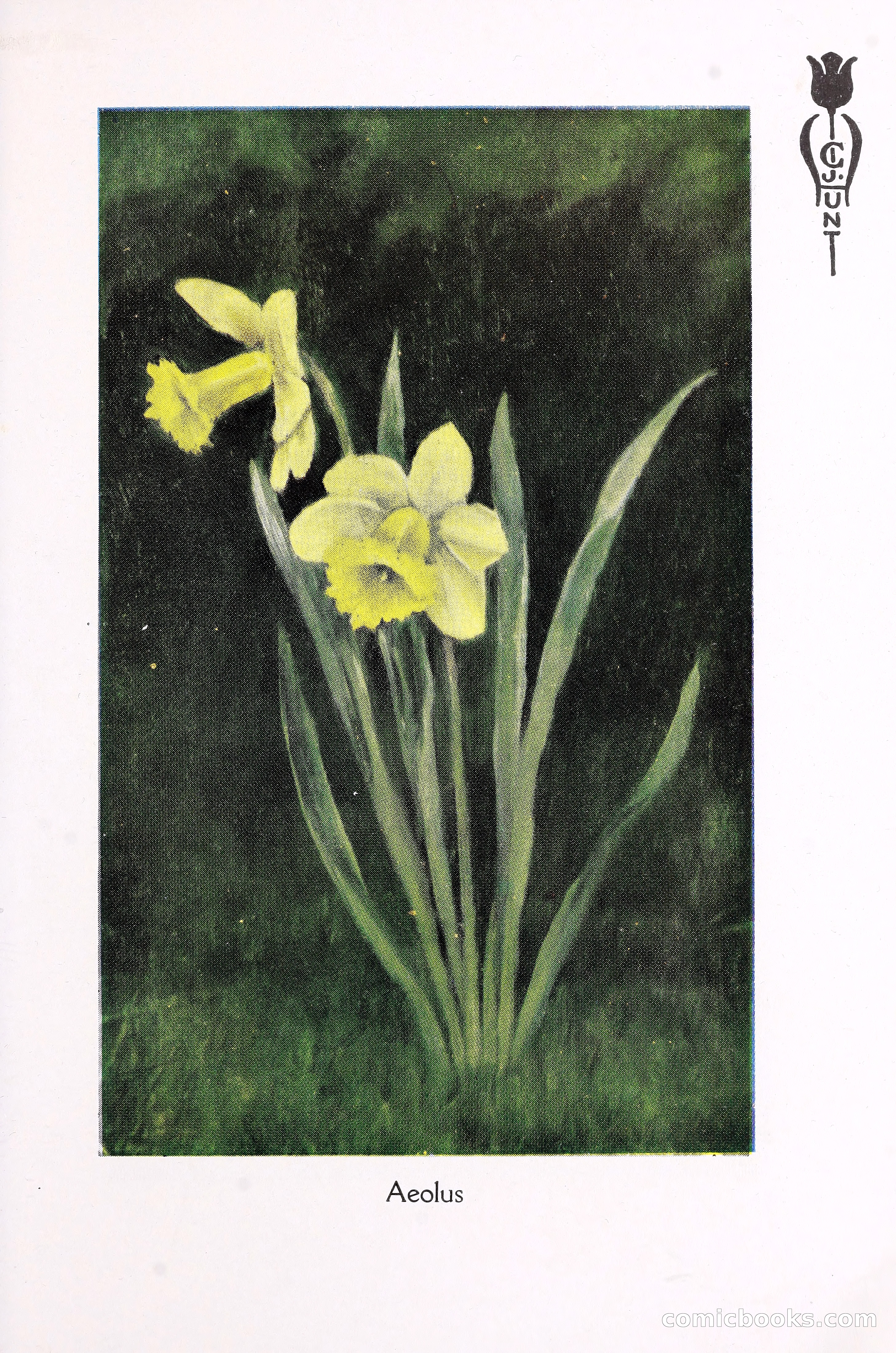 Blue Book of Bulbs, 1930 — page 94 of 137