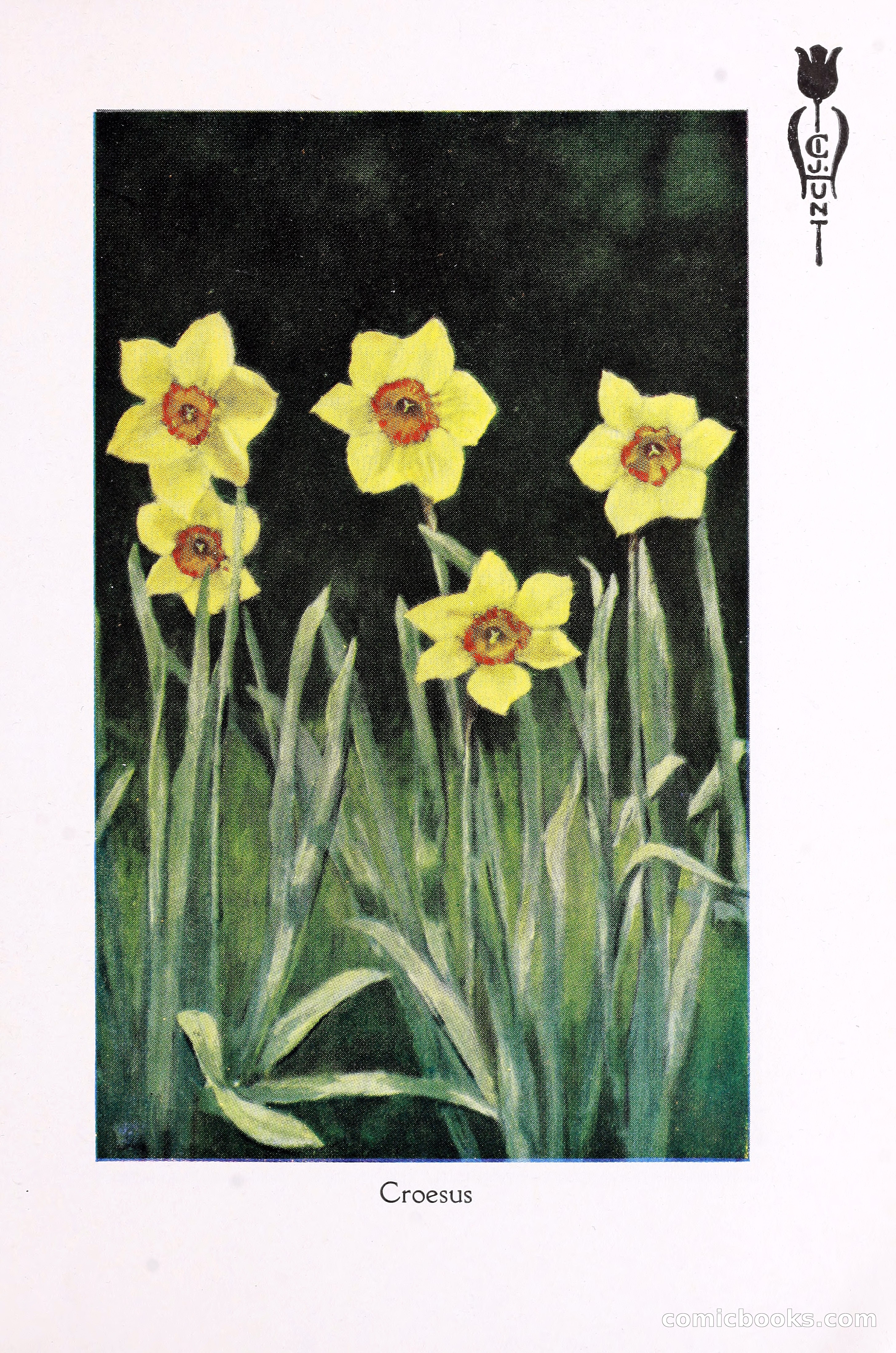 Blue Book of Bulbs, 1930 — page 102 of 137