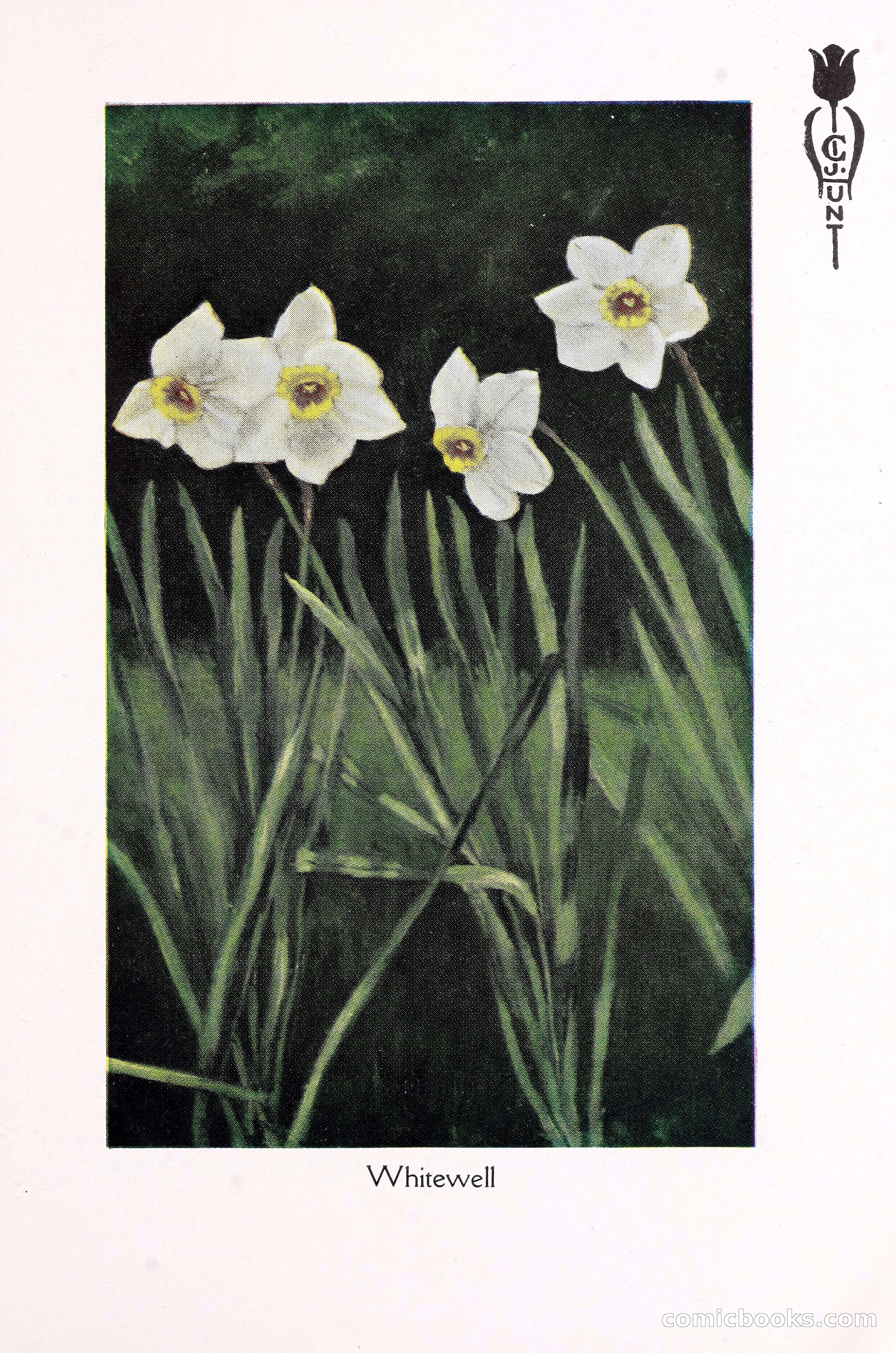 Blue Book of Bulbs, 1930 — page 106 of 137