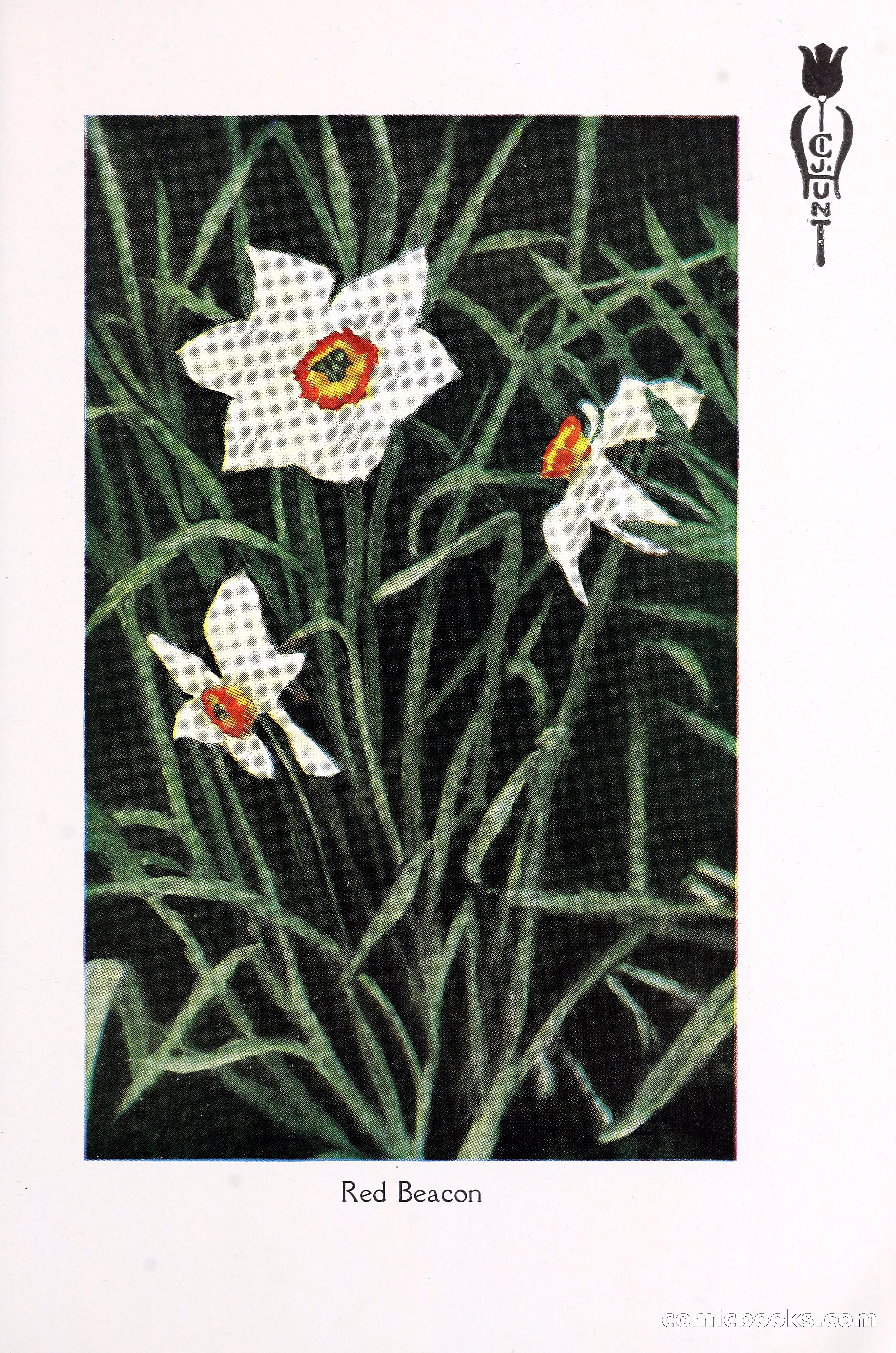 Blue Book of Bulbs, 1930 — page 114 of 137