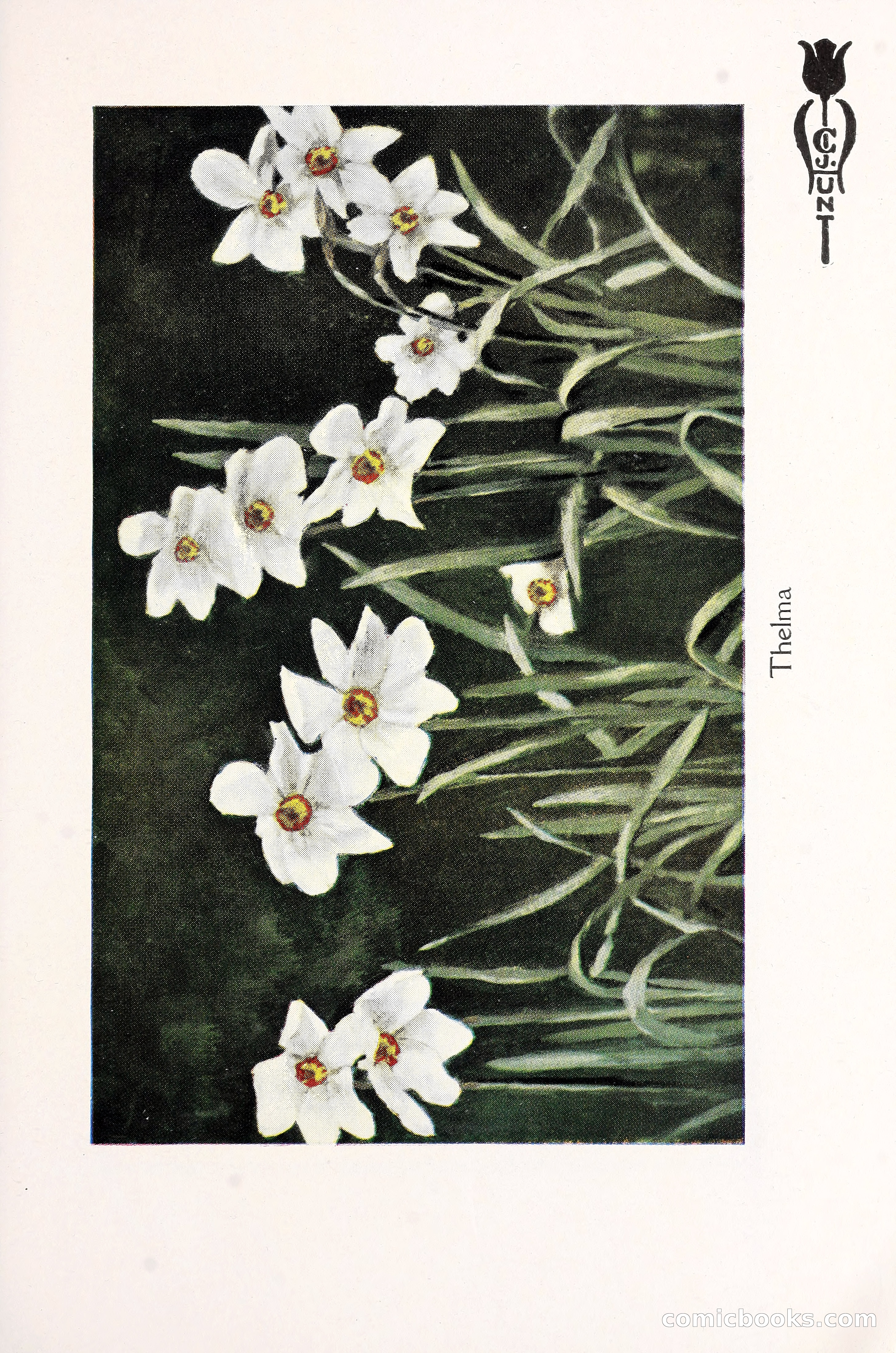 Blue Book of Bulbs, 1930 — page 118 of 137