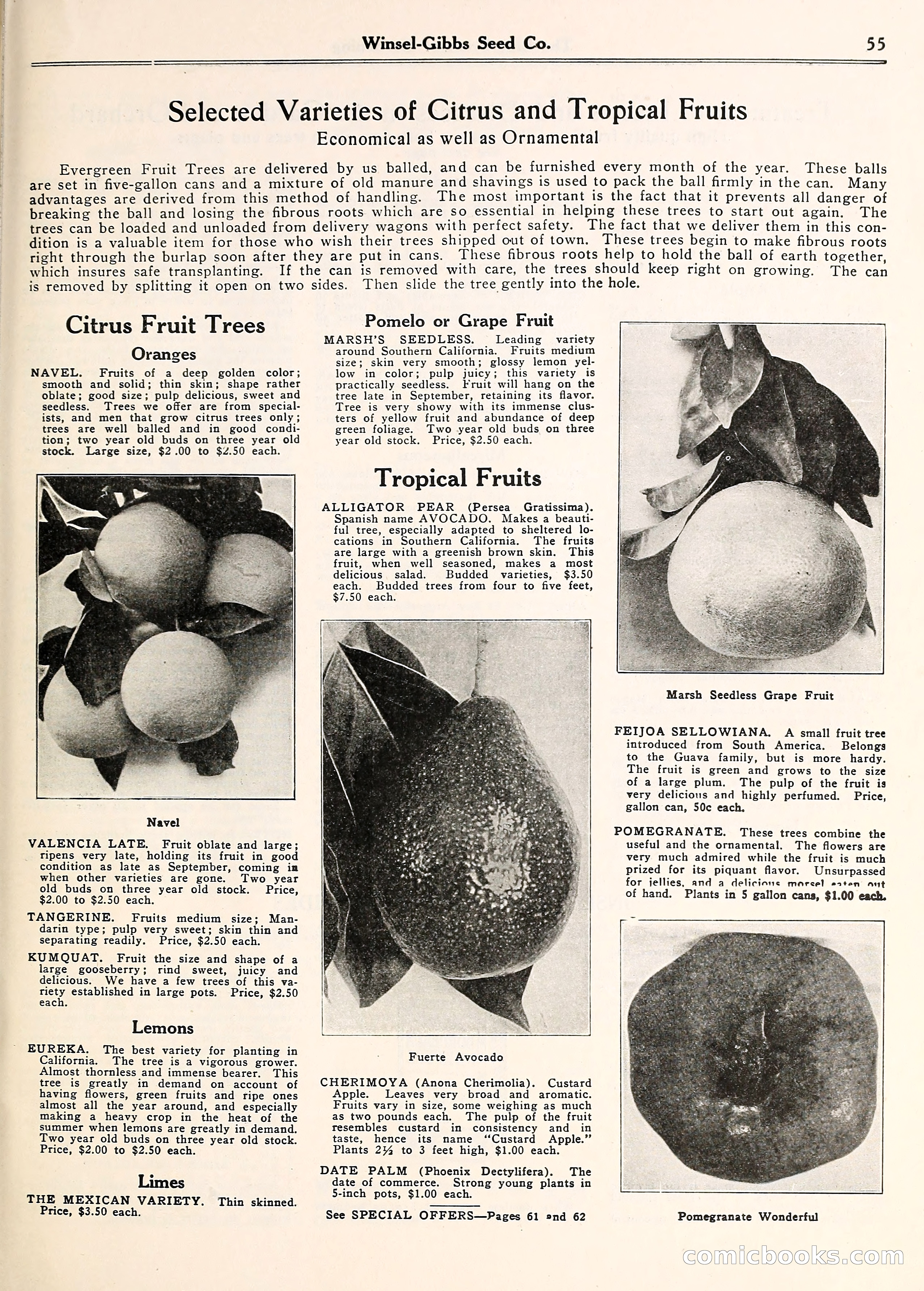 Blue Book of Gardening — page 60 of 69
