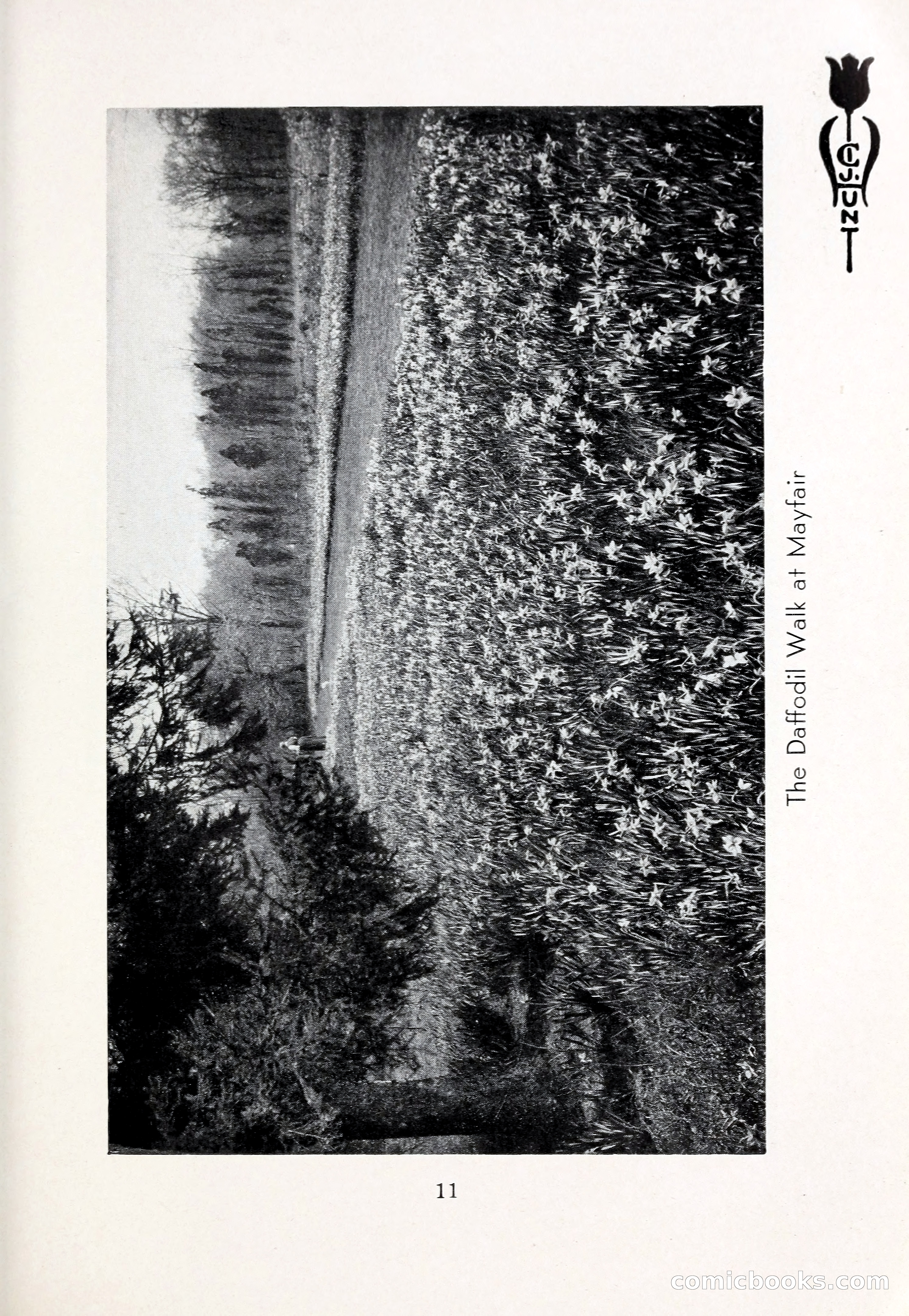 Blue Book of Bulbs, 1931 — page 16 of 142
