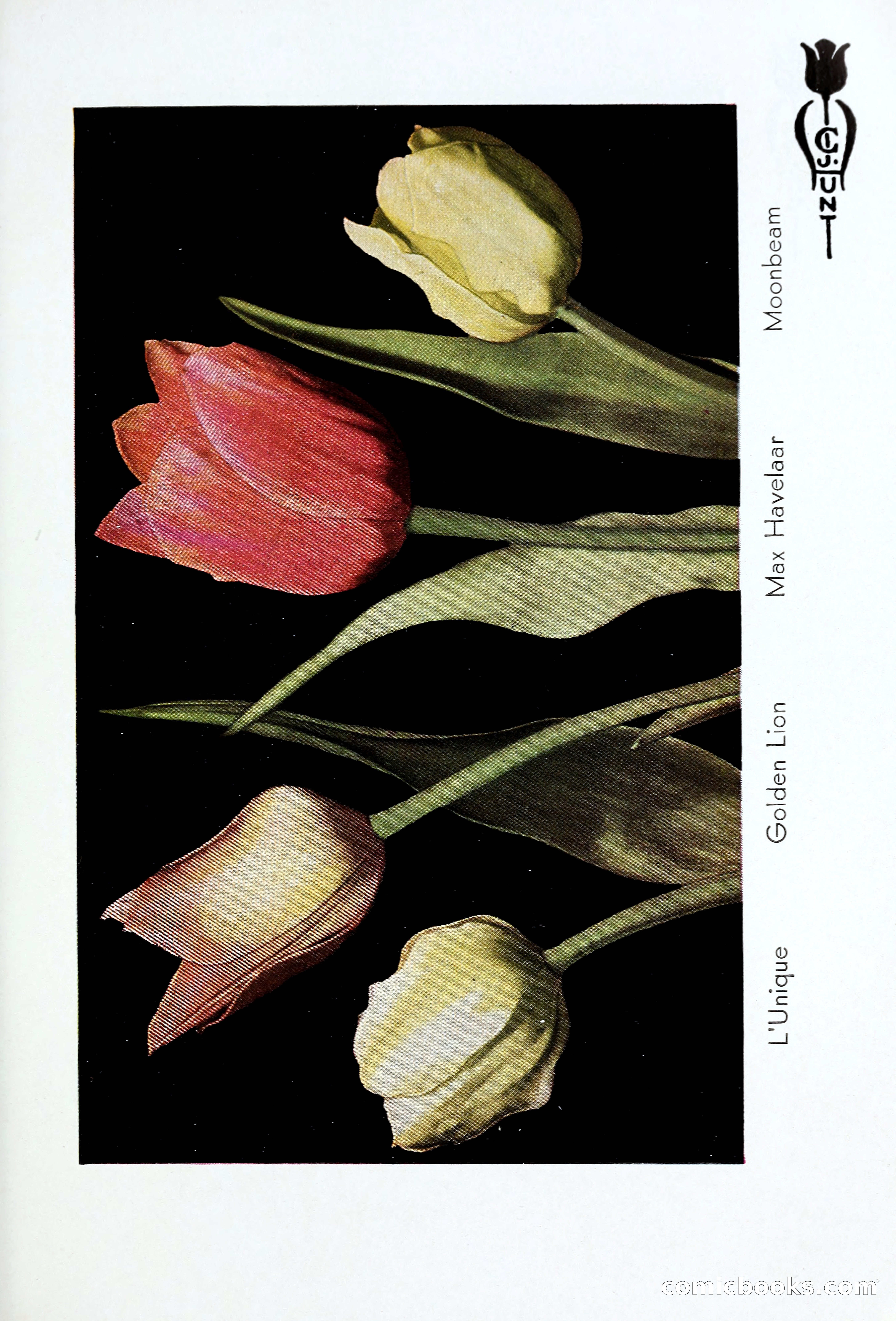 Blue Book of Bulbs, 1931 — page 30 of 142