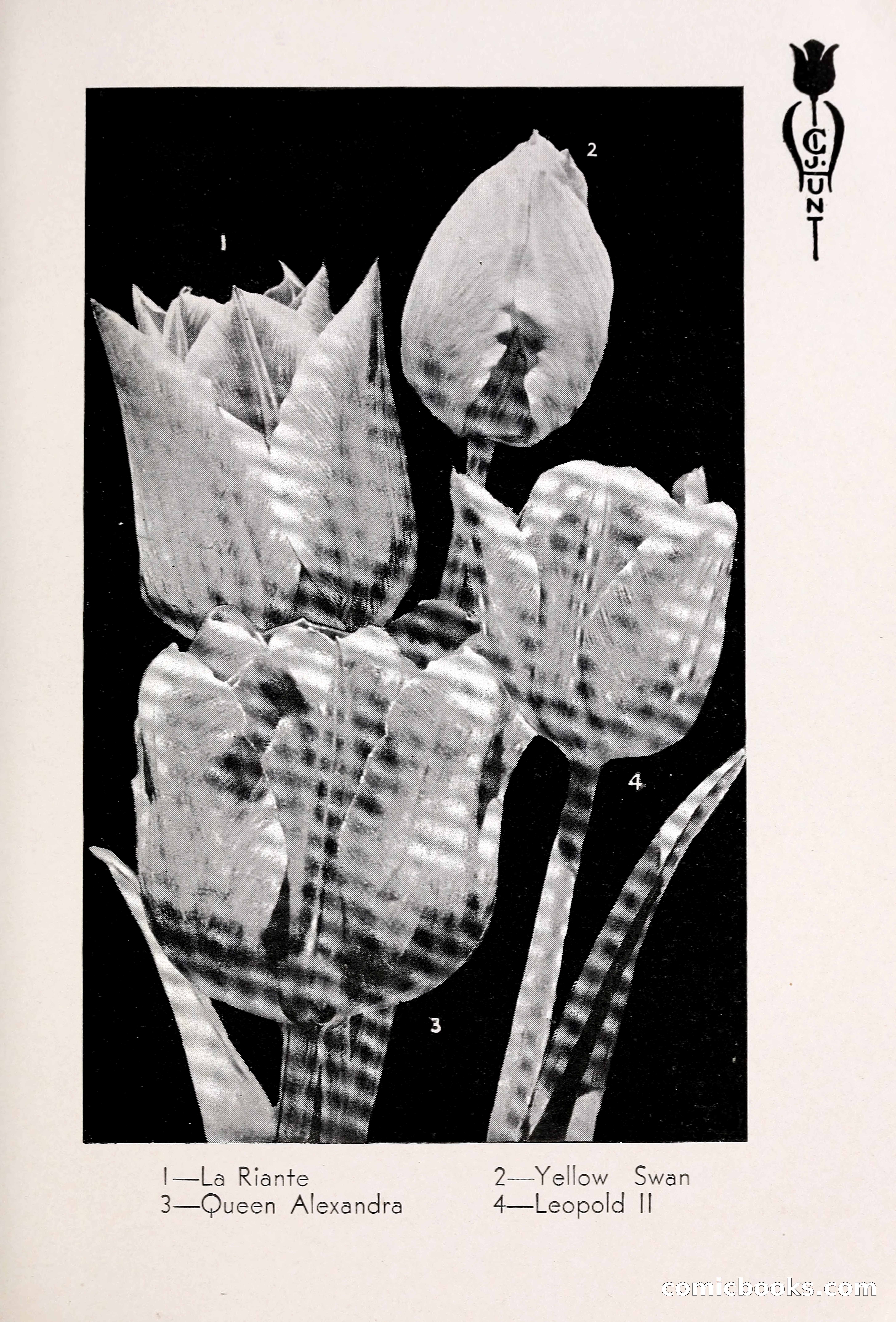 Blue Book of Bulbs, 1931 — page 36 of 142