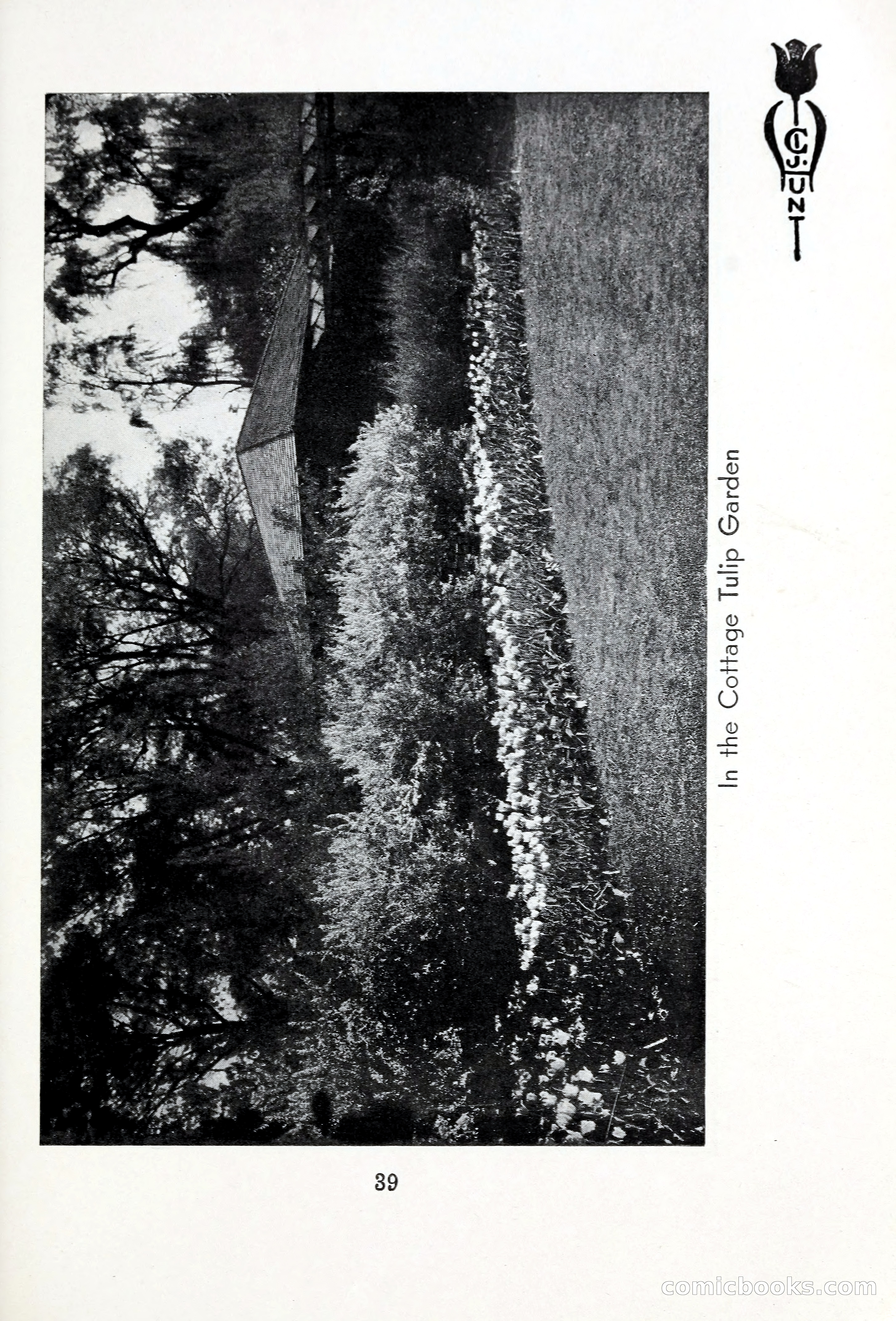 Blue Book of Bulbs, 1931 — page 44 of 142