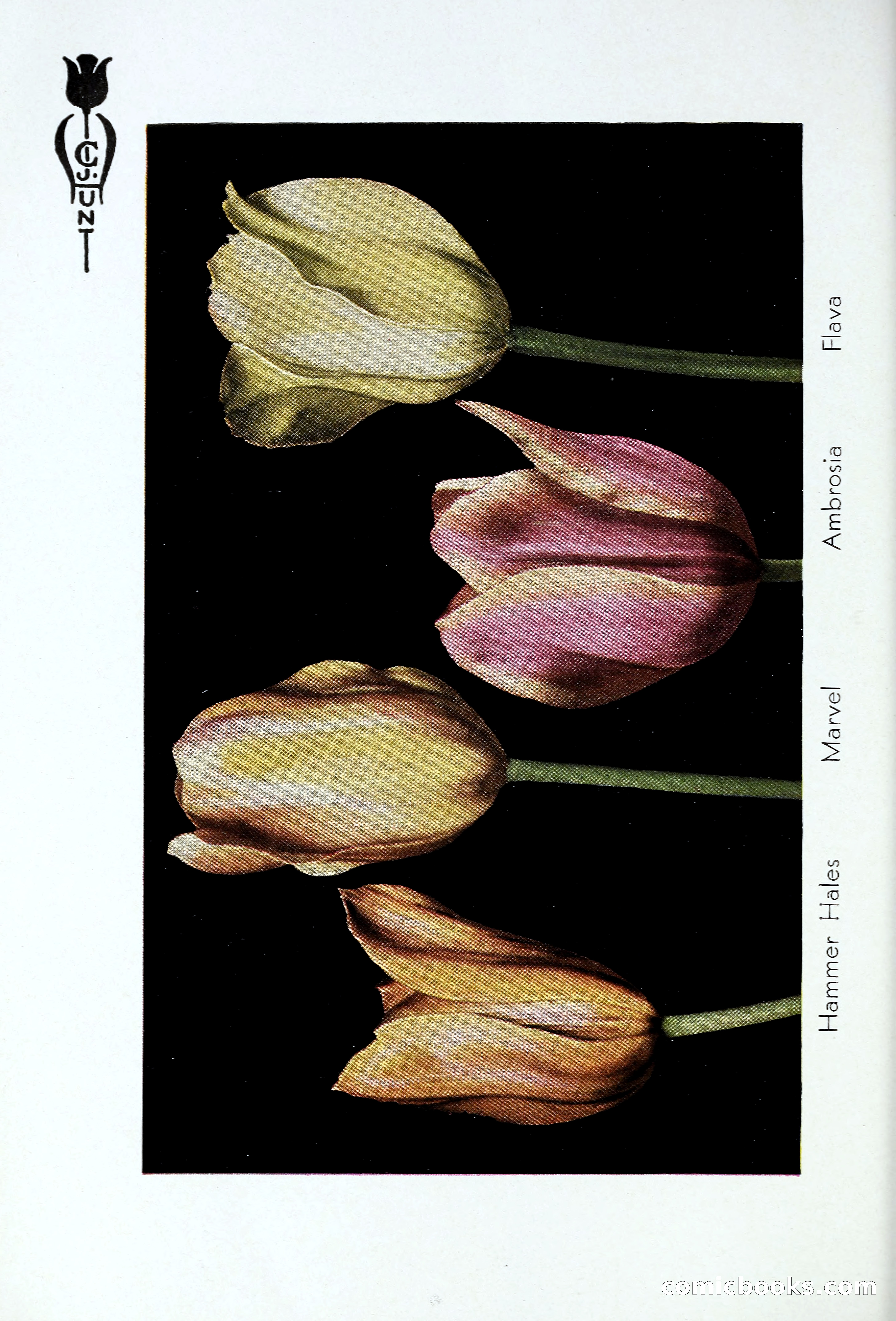 Blue Book of Bulbs, 1931 — page 49 of 142