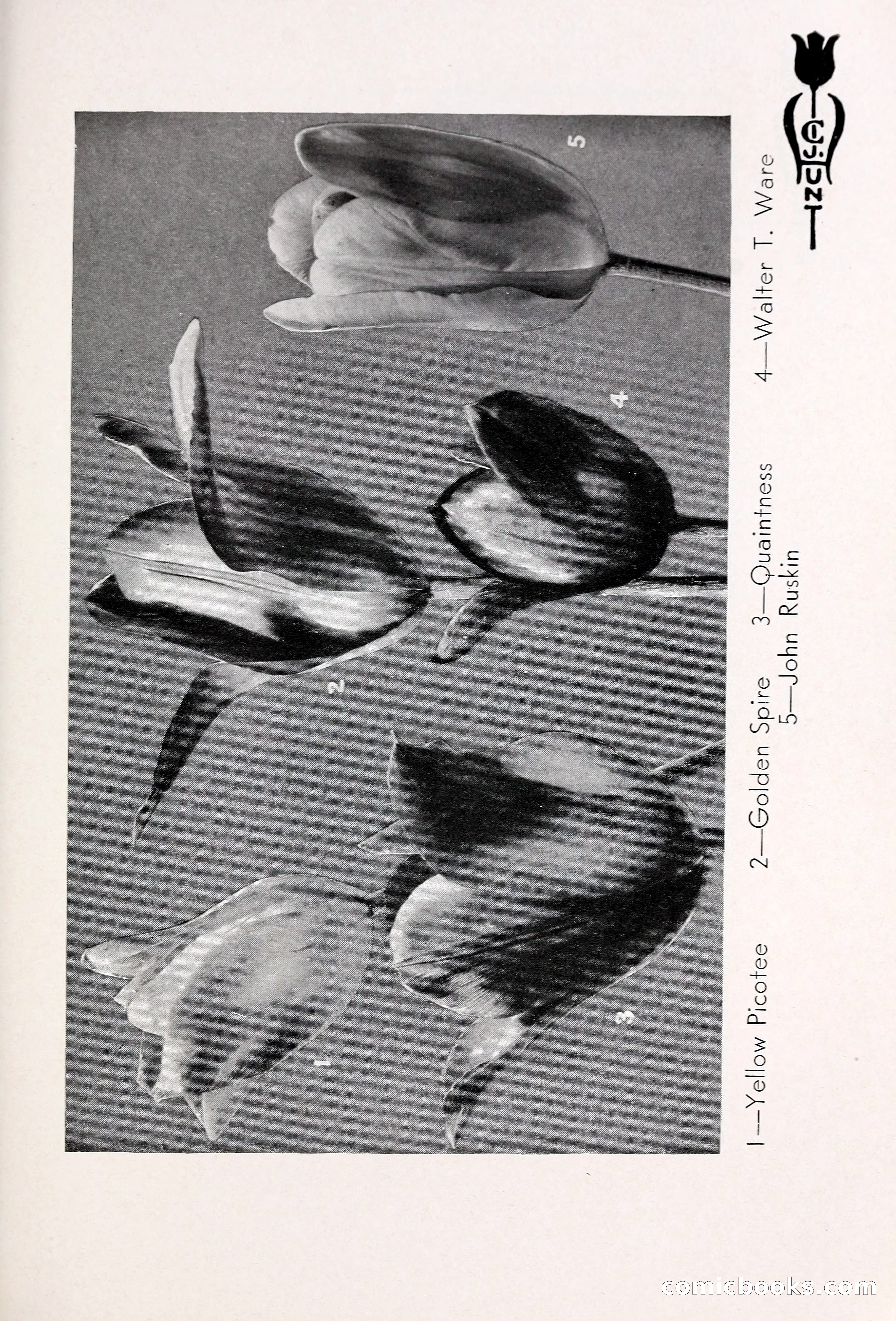 Blue Book of Bulbs, 1931 — page 60 of 142