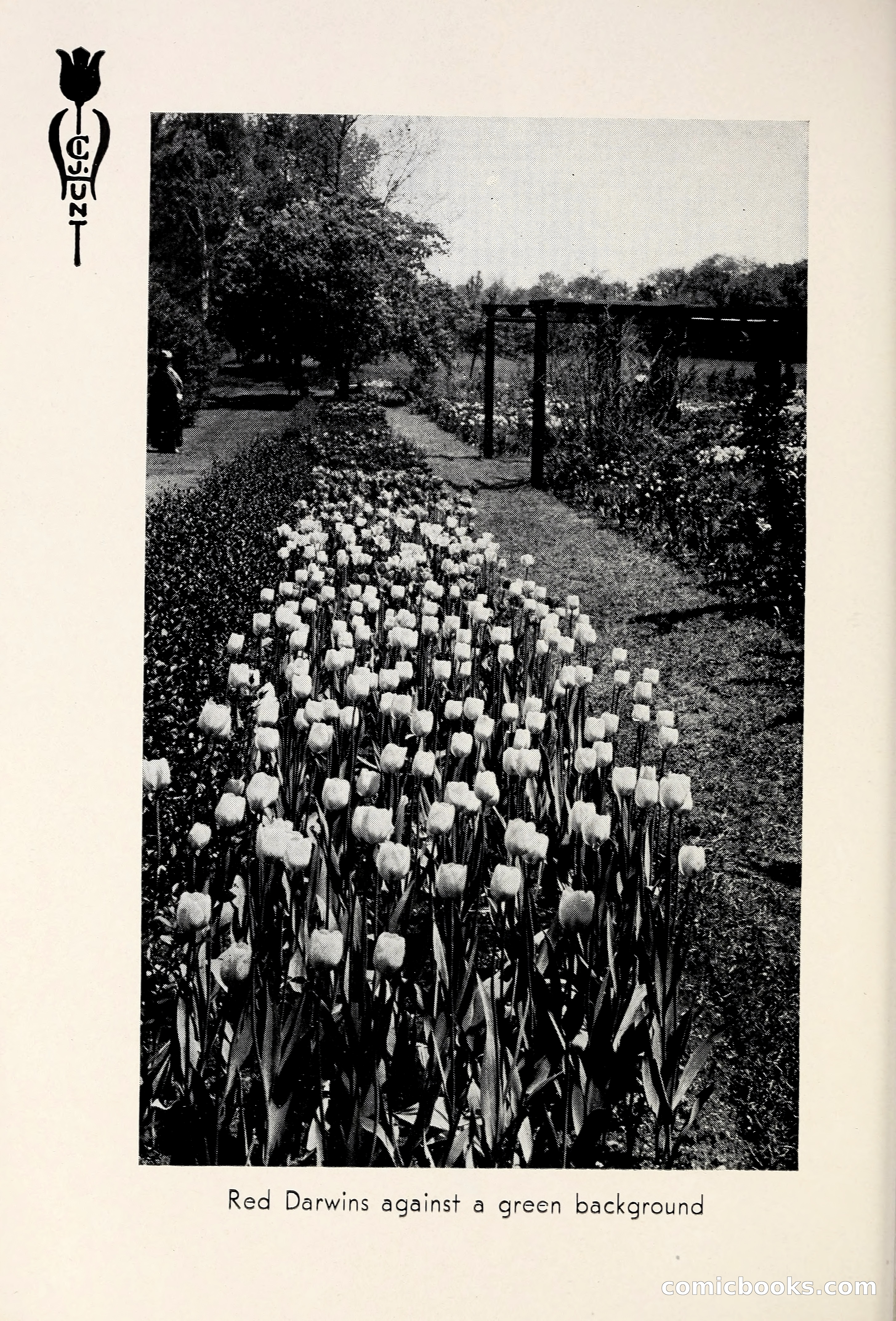 Blue Book of Bulbs, 1931 — page 65 of 142