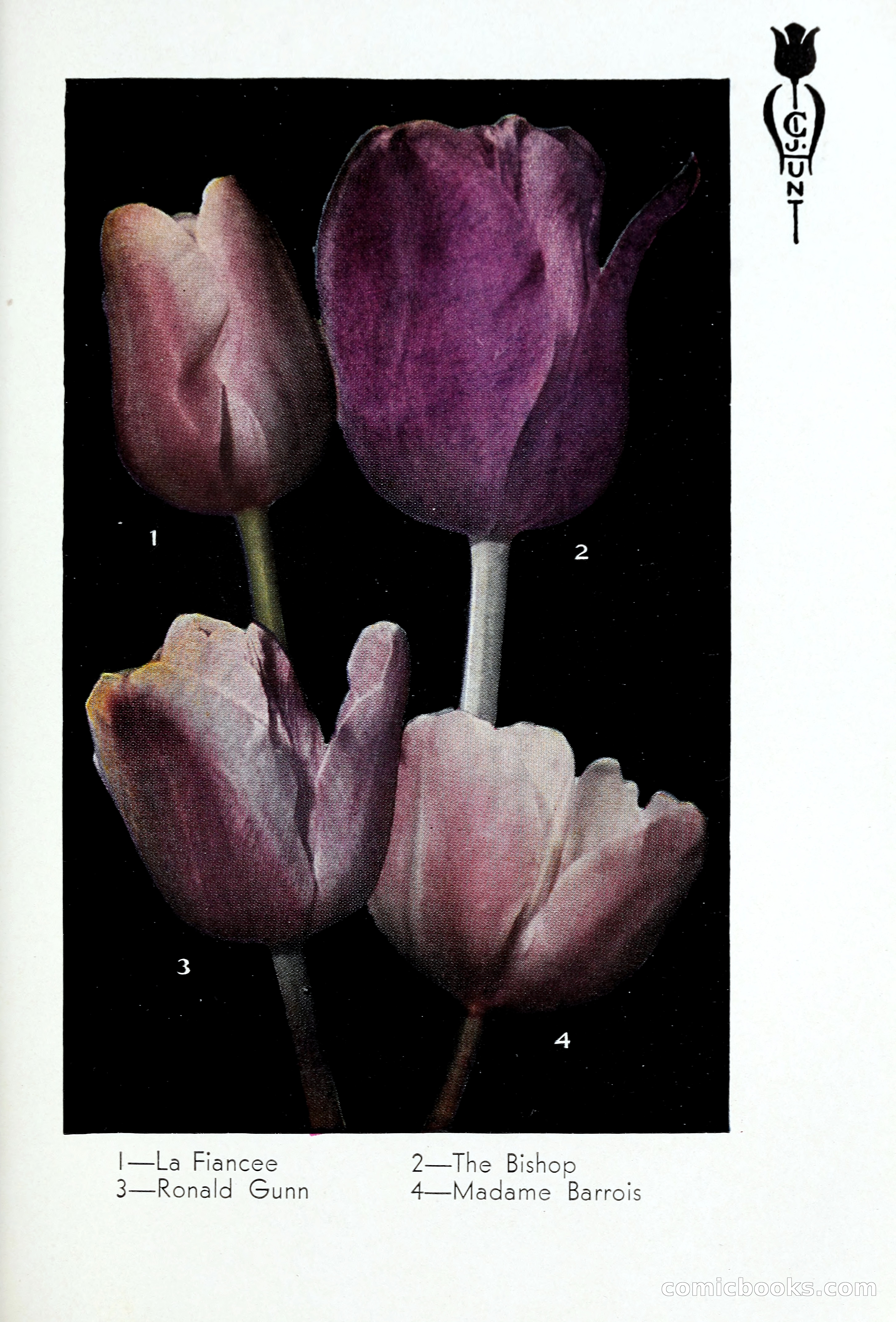 Blue Book of Bulbs, 1931 — page 70 of 142