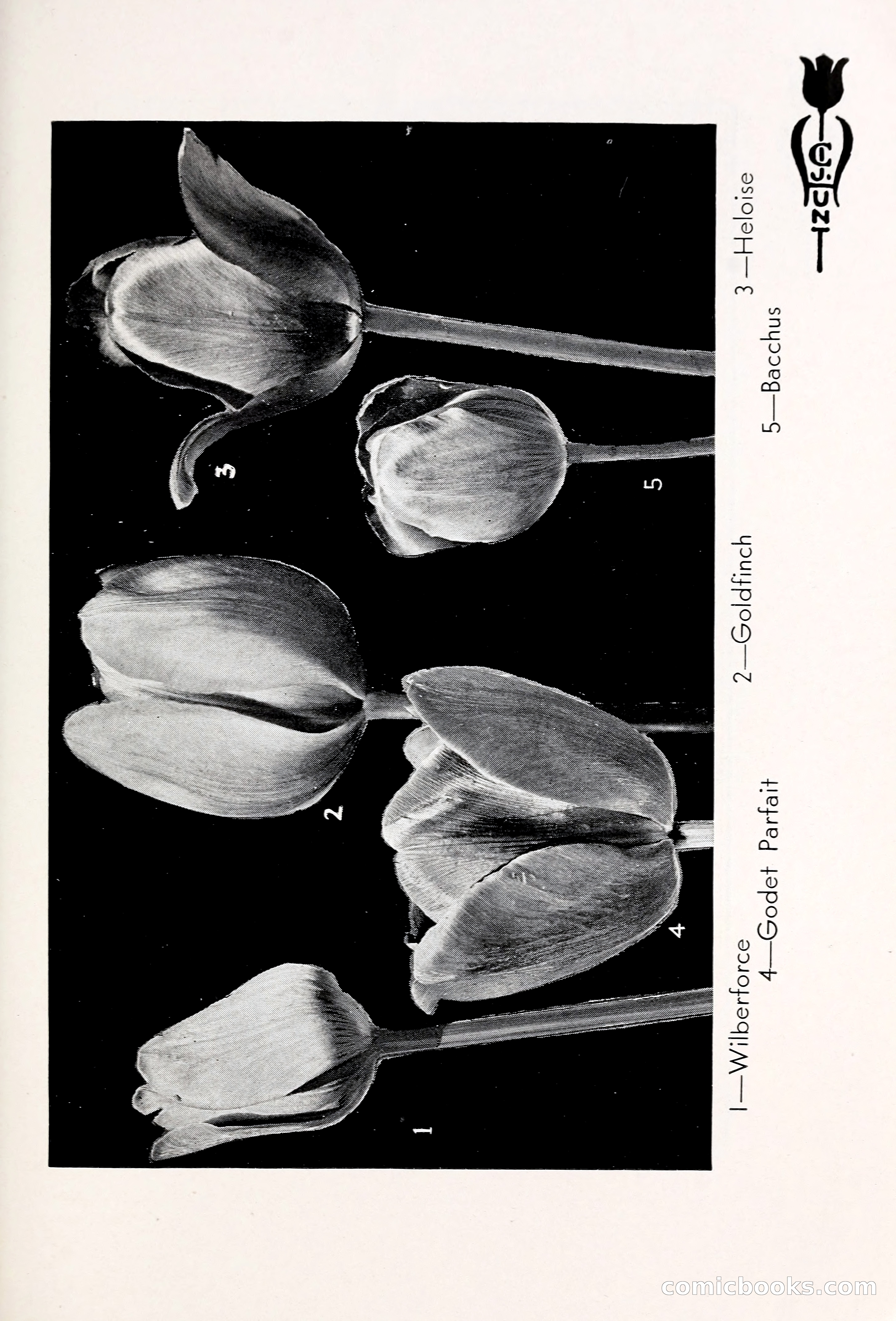 Blue Book of Bulbs, 1931 — page 82 of 142