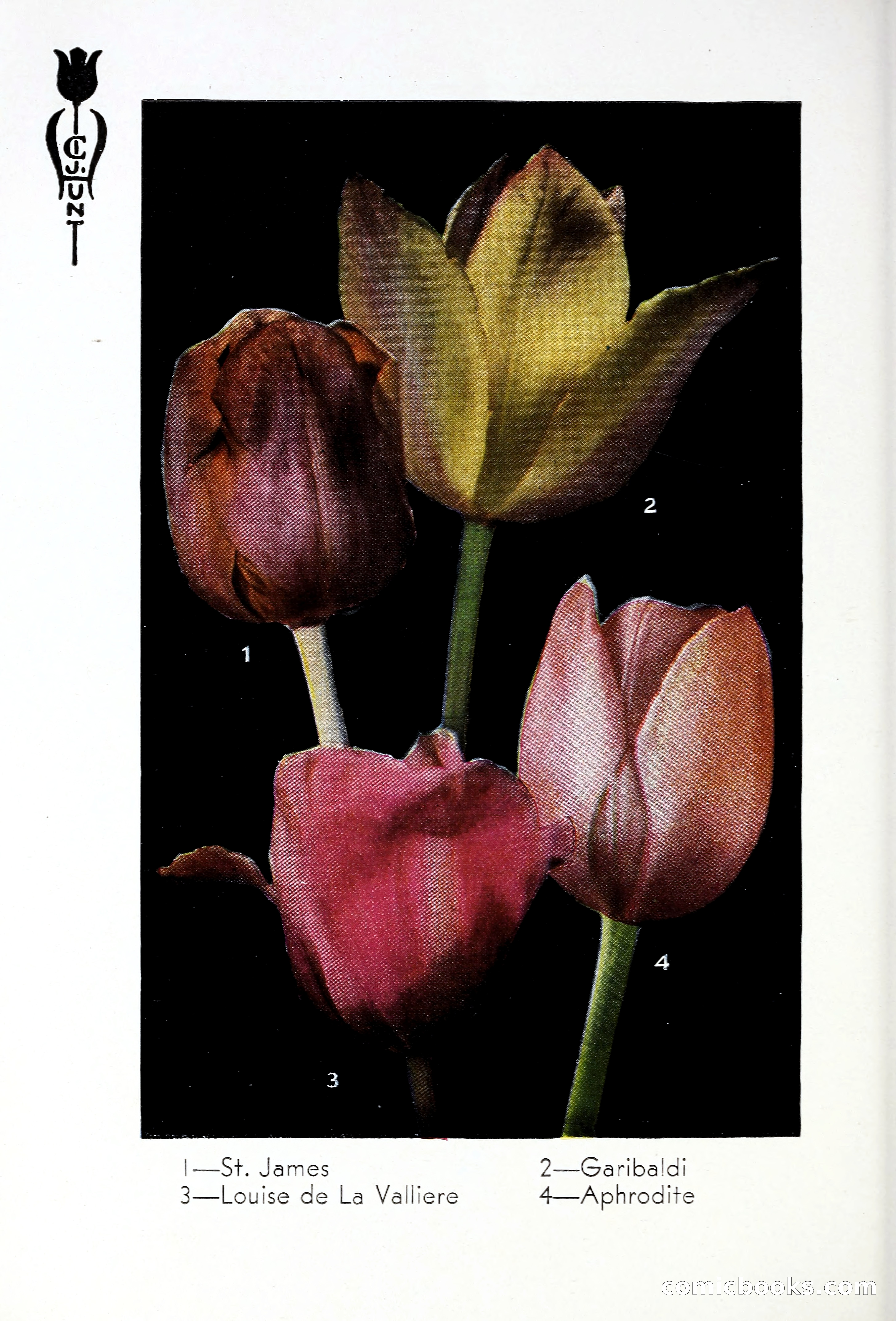 Blue Book of Bulbs, 1931 — page 87 of 142