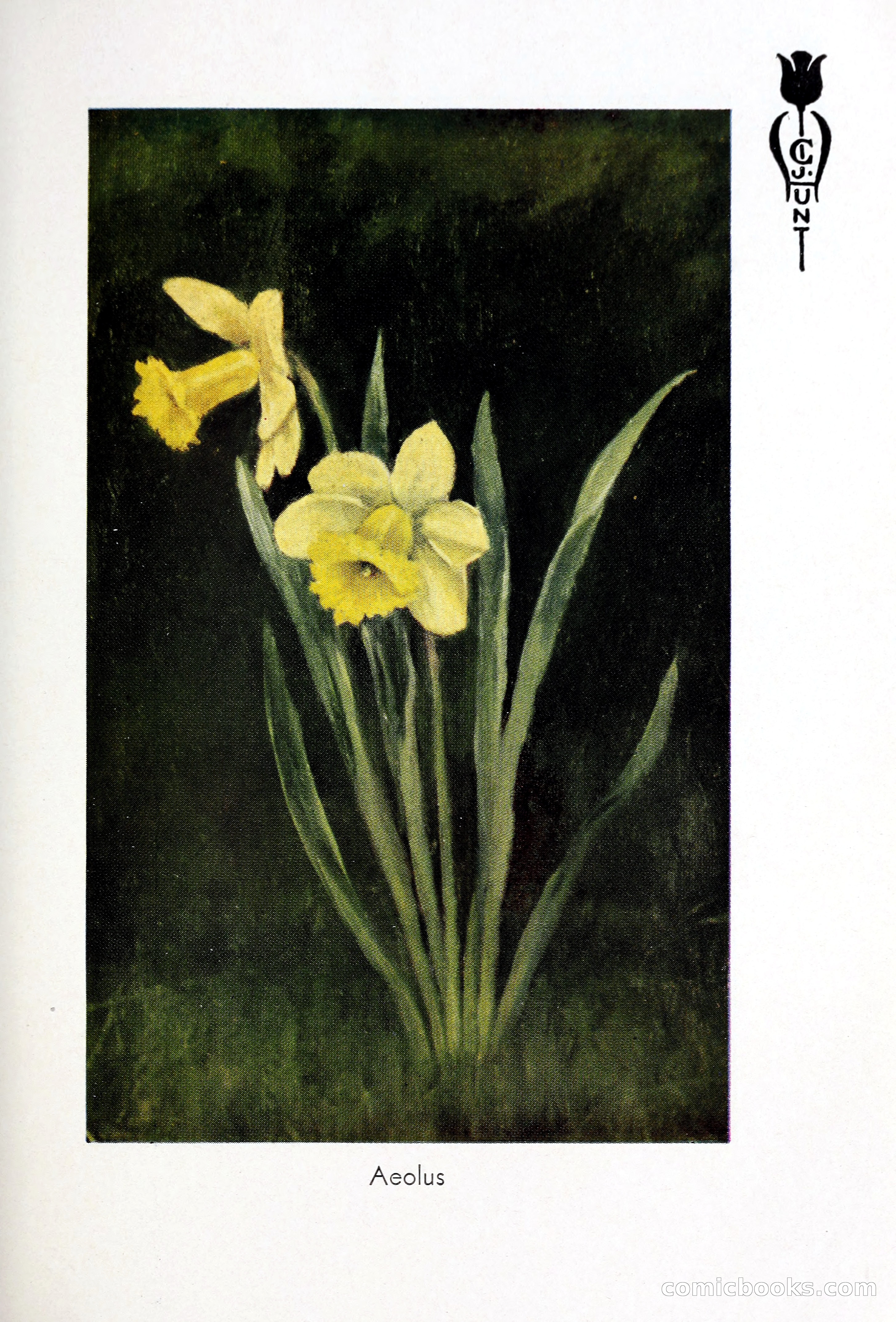 Blue Book of Bulbs, 1931 — page 98 of 142