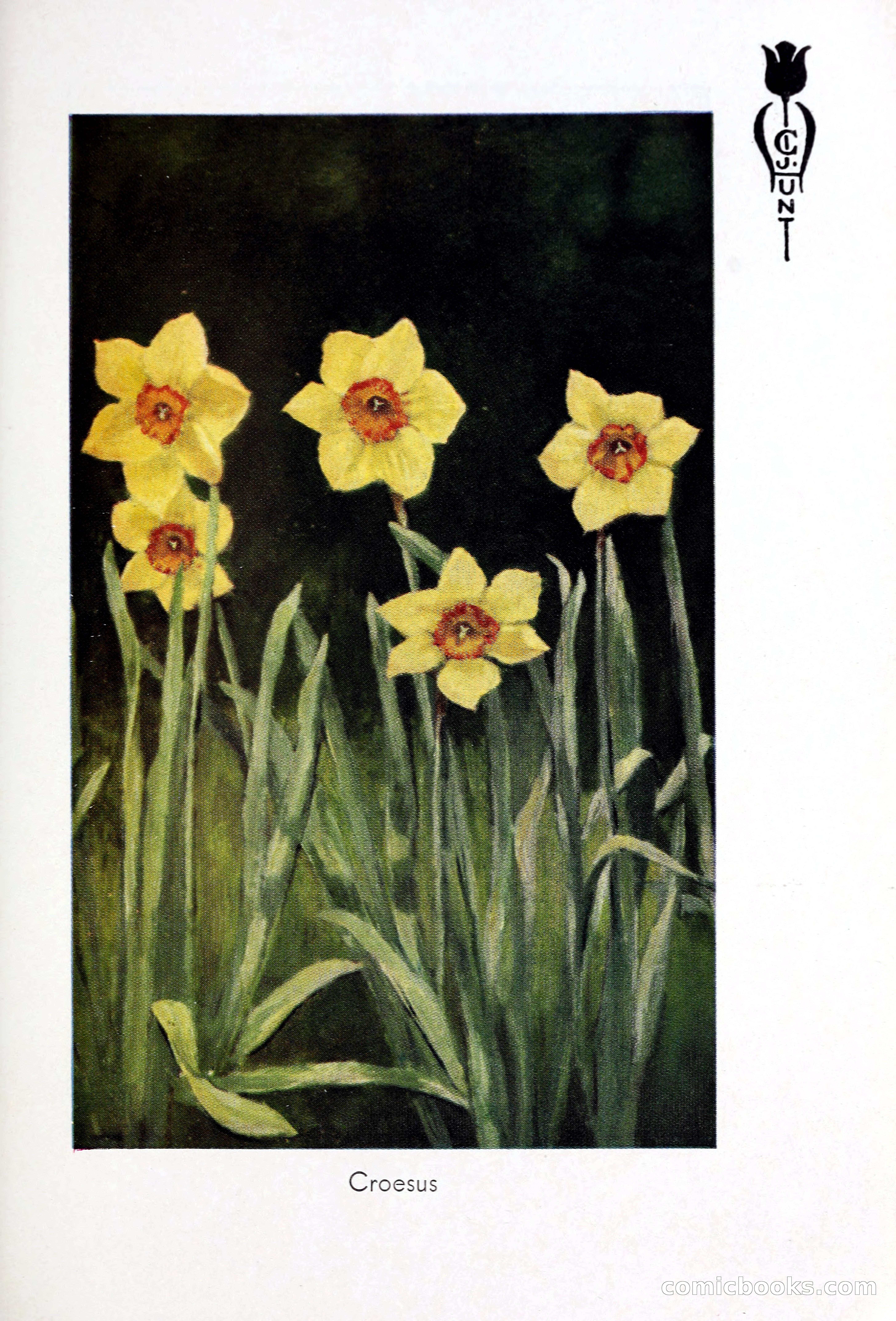 Blue Book of Bulbs, 1931 — page 106 of 142