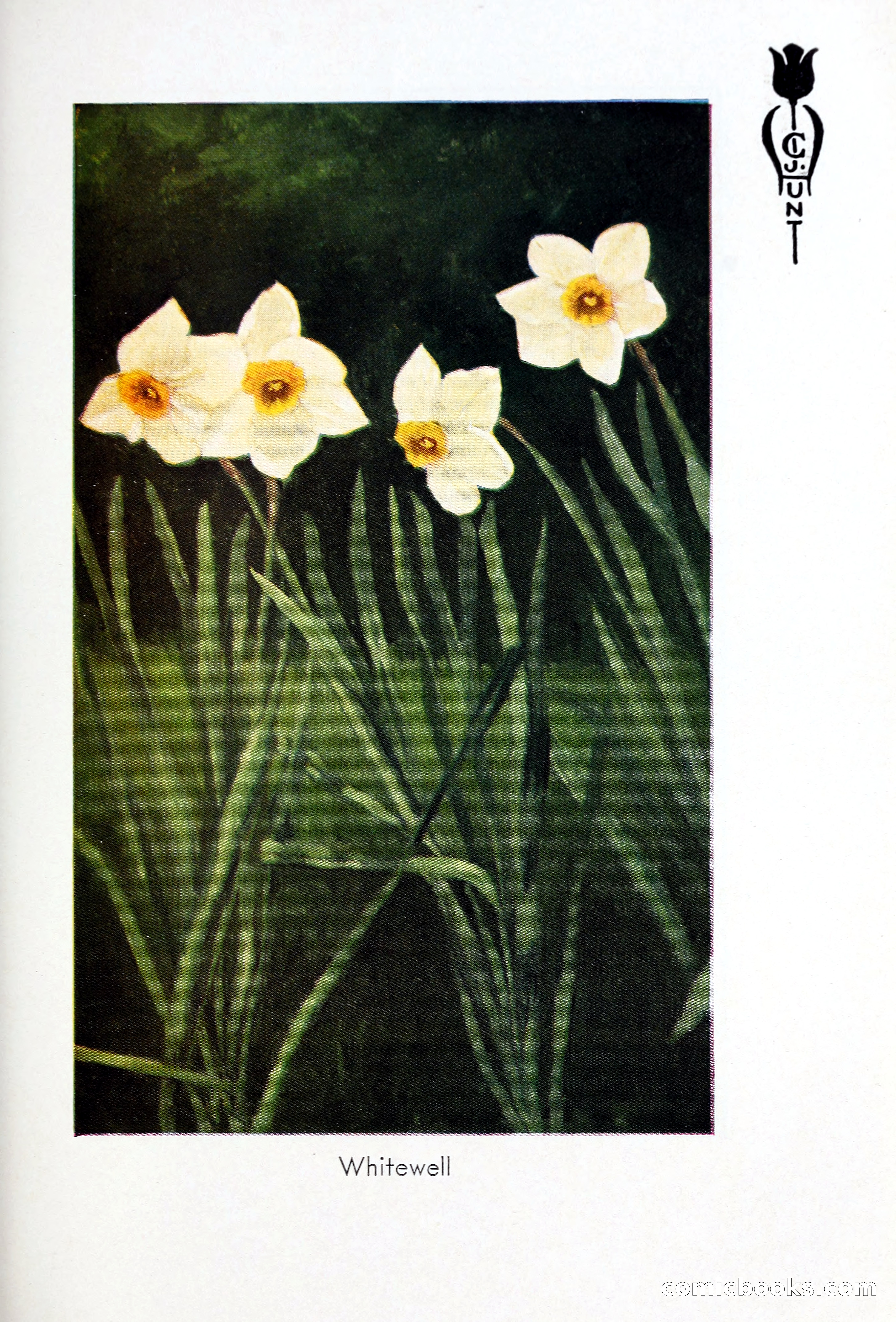Blue Book of Bulbs, 1931 — page 110 of 142