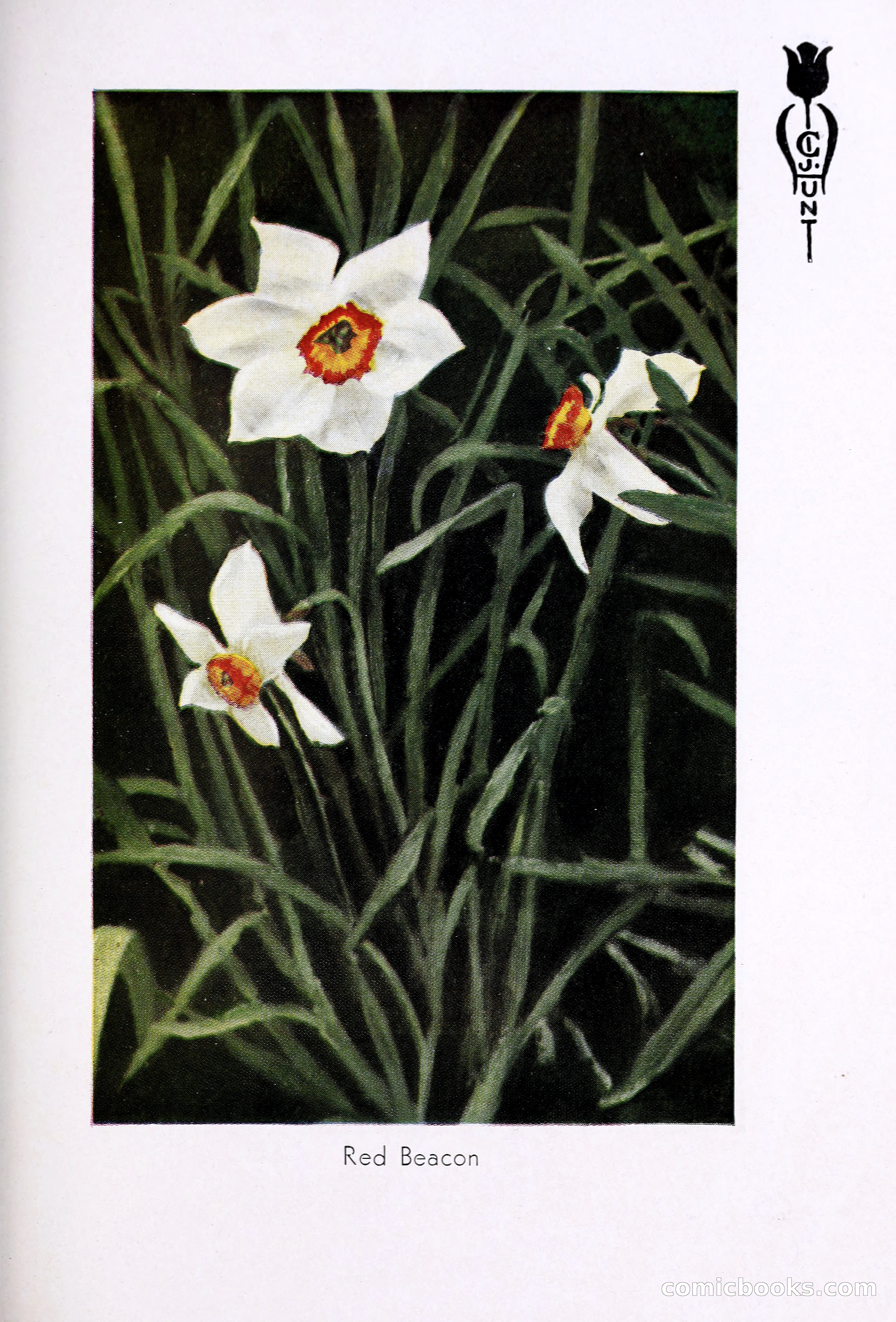 Blue Book of Bulbs, 1931 — page 118 of 142