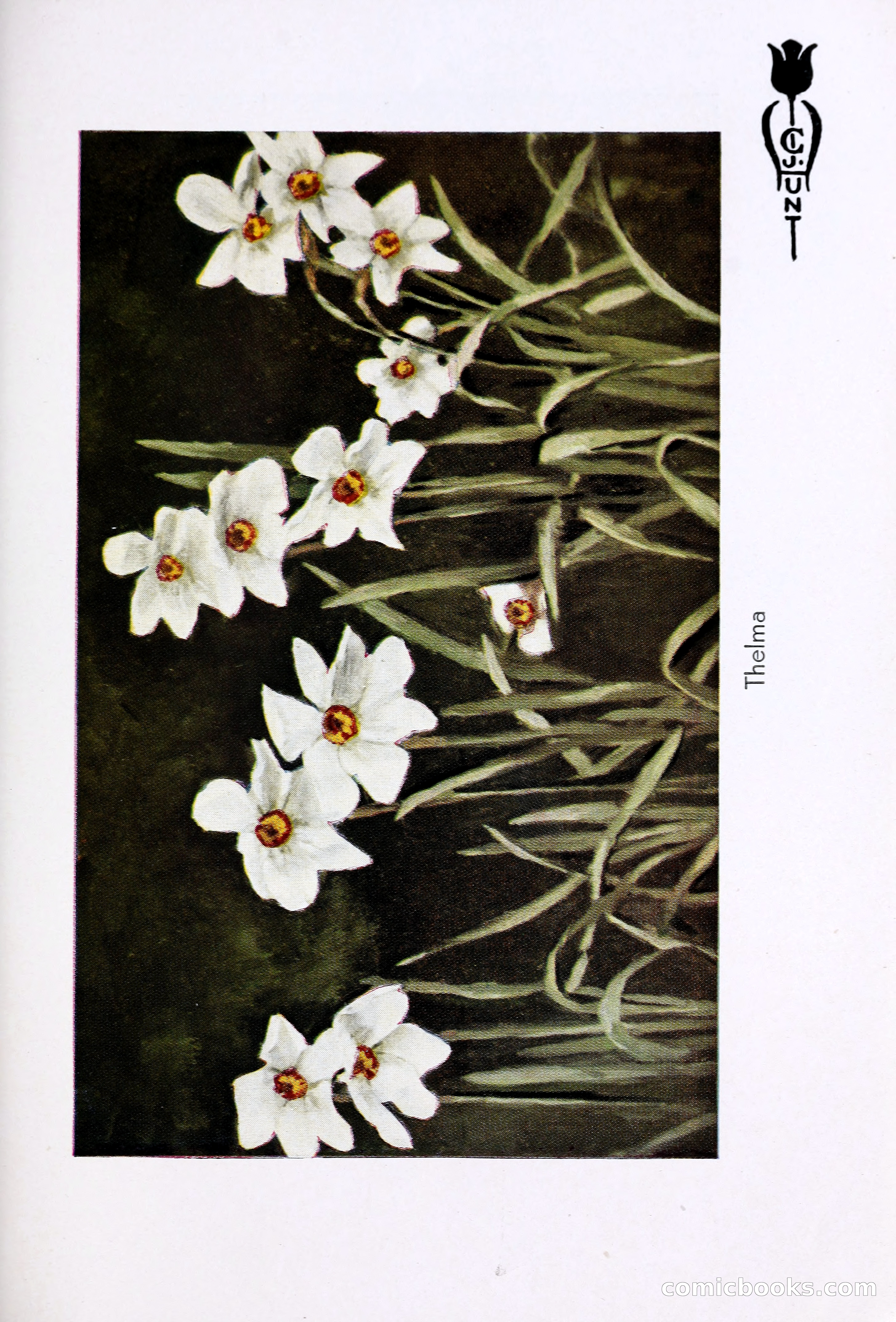 Blue Book of Bulbs, 1931 — page 122 of 142