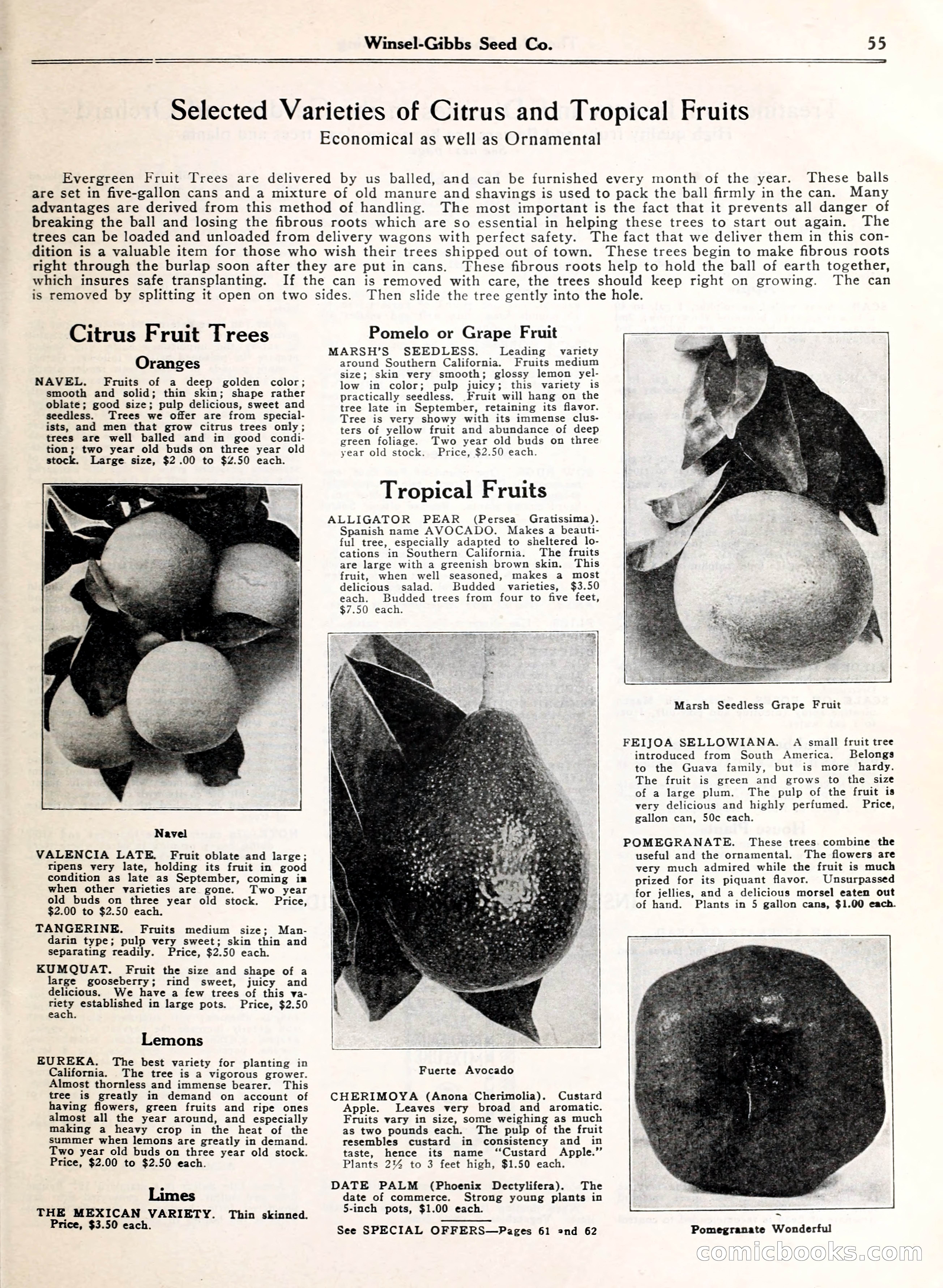 Blue Book of Gardening — page 60 of 69