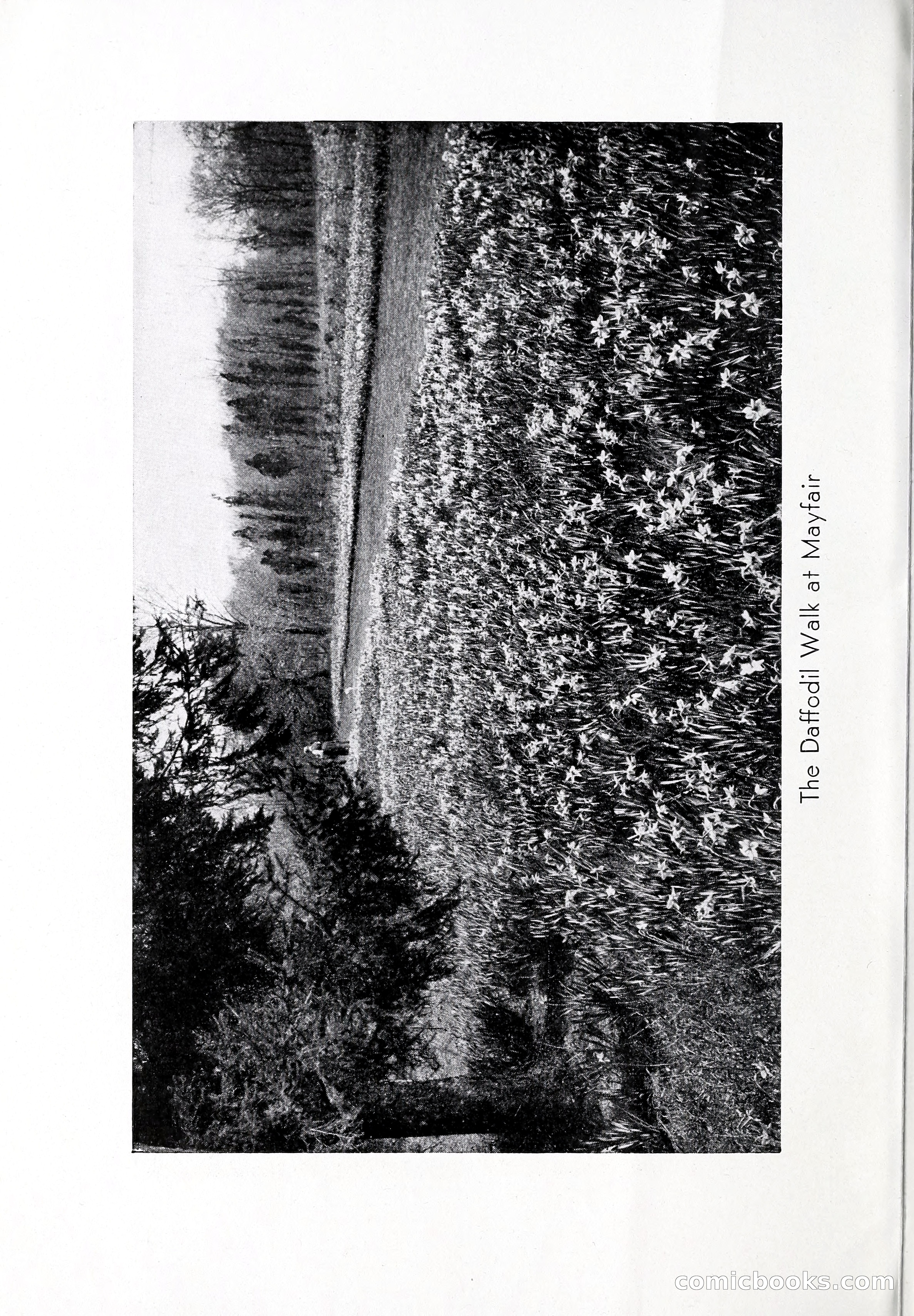Blue Book of Bulbs, 1932 — page 7 of 121