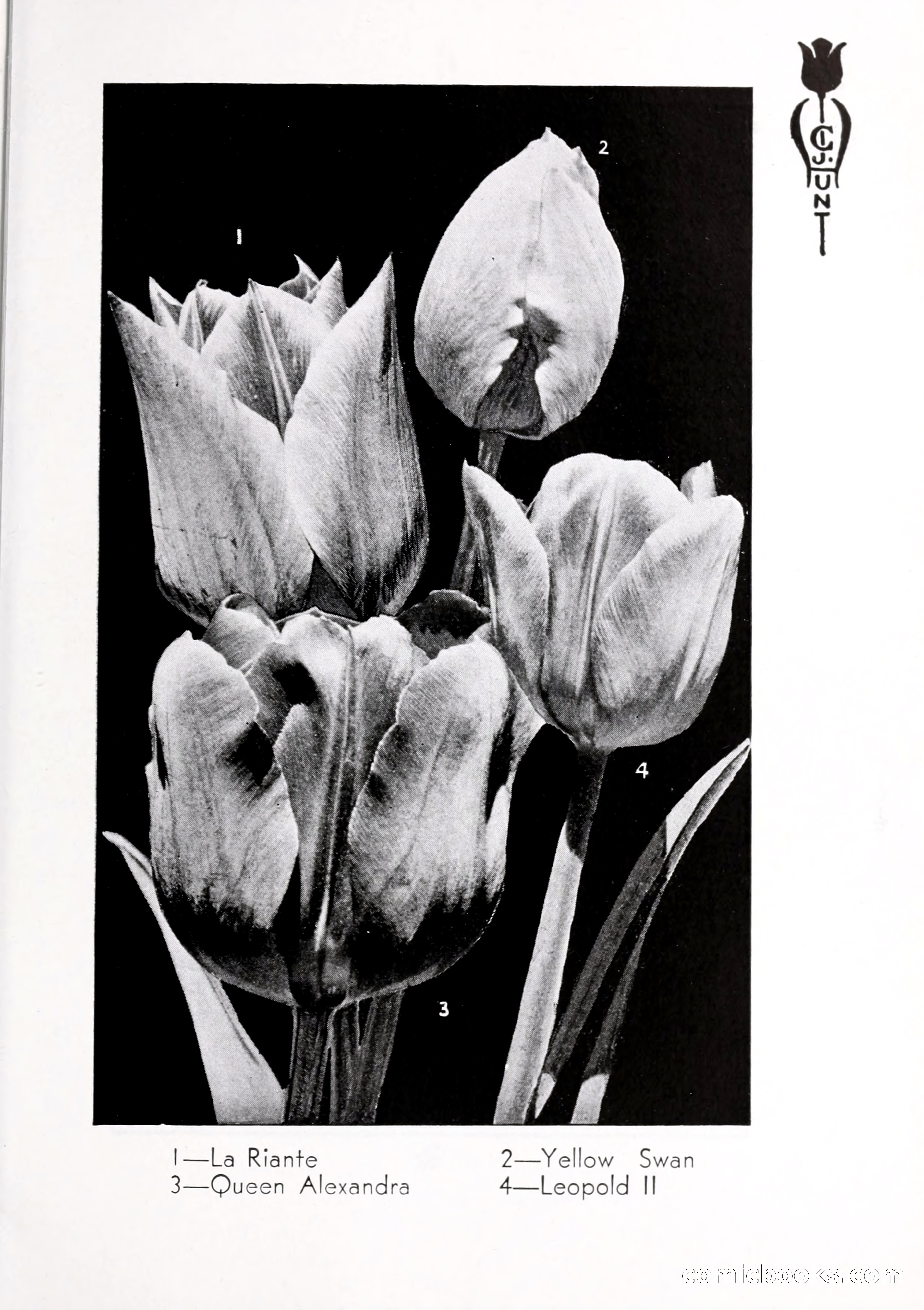 Blue Book of Bulbs, 1932 — page 32 of 121