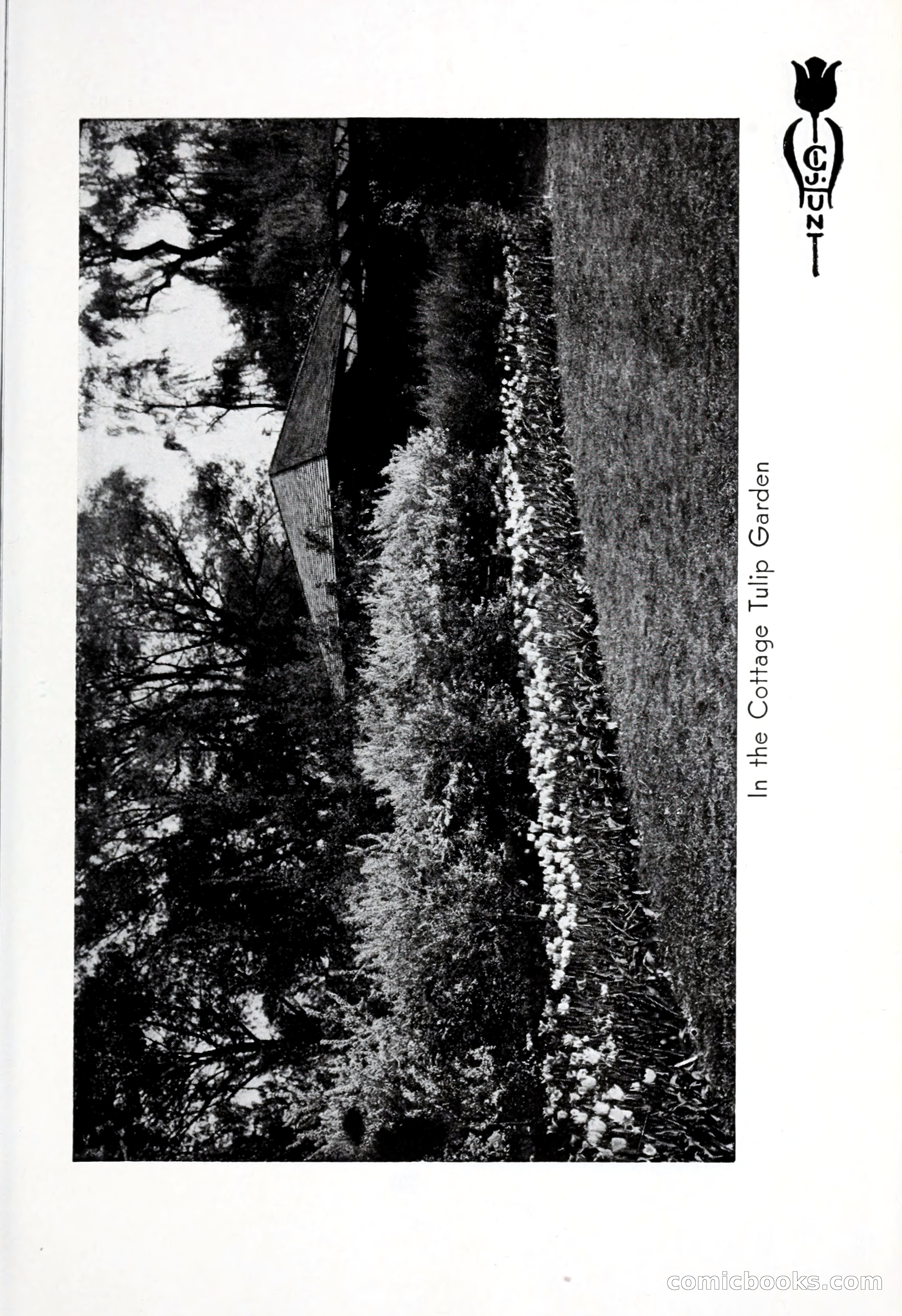 Blue Book of Bulbs, 1932 — page 40 of 121