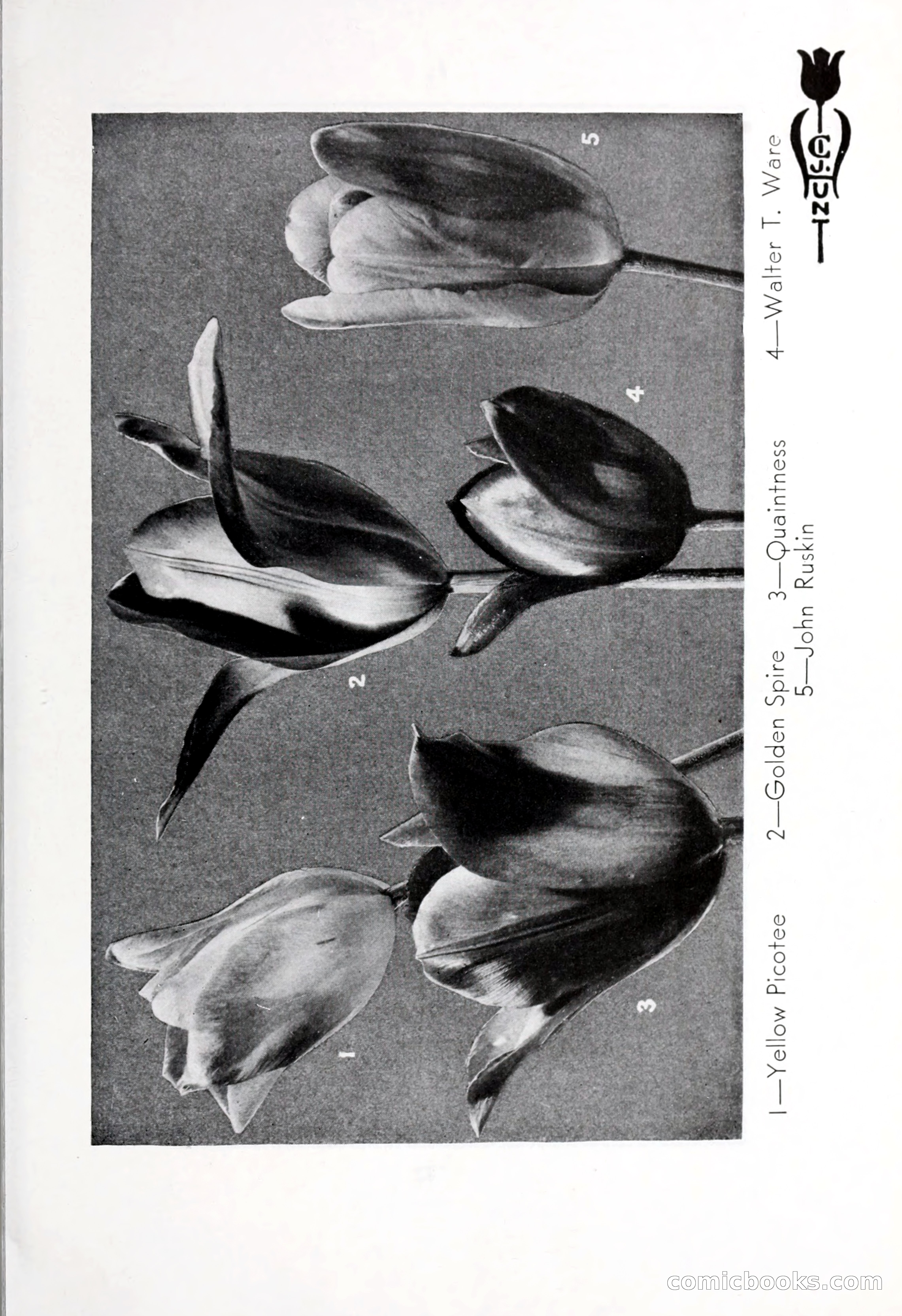 Blue Book of Bulbs, 1932 — page 46 of 121