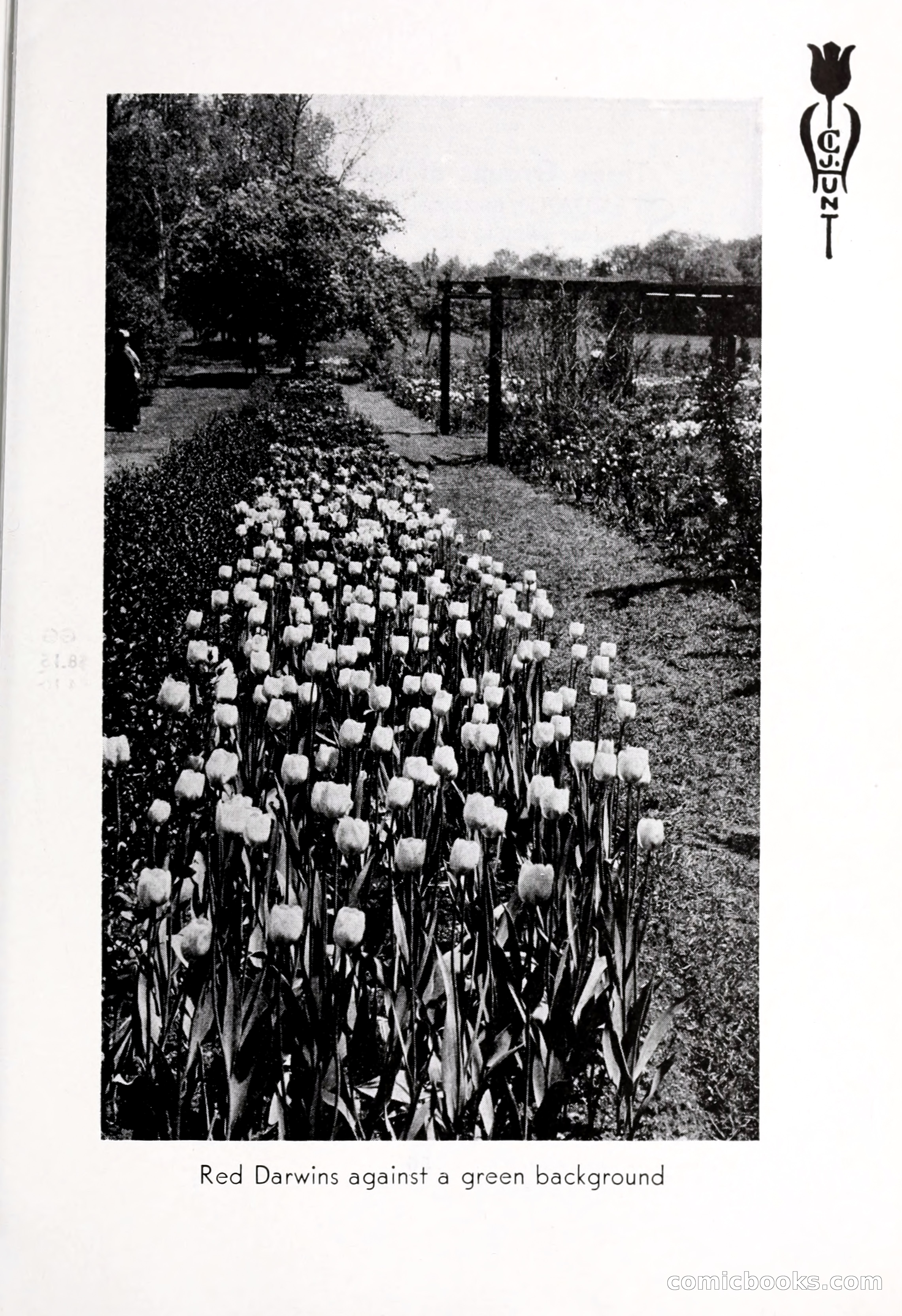 Blue Book of Bulbs, 1932 — page 60 of 121