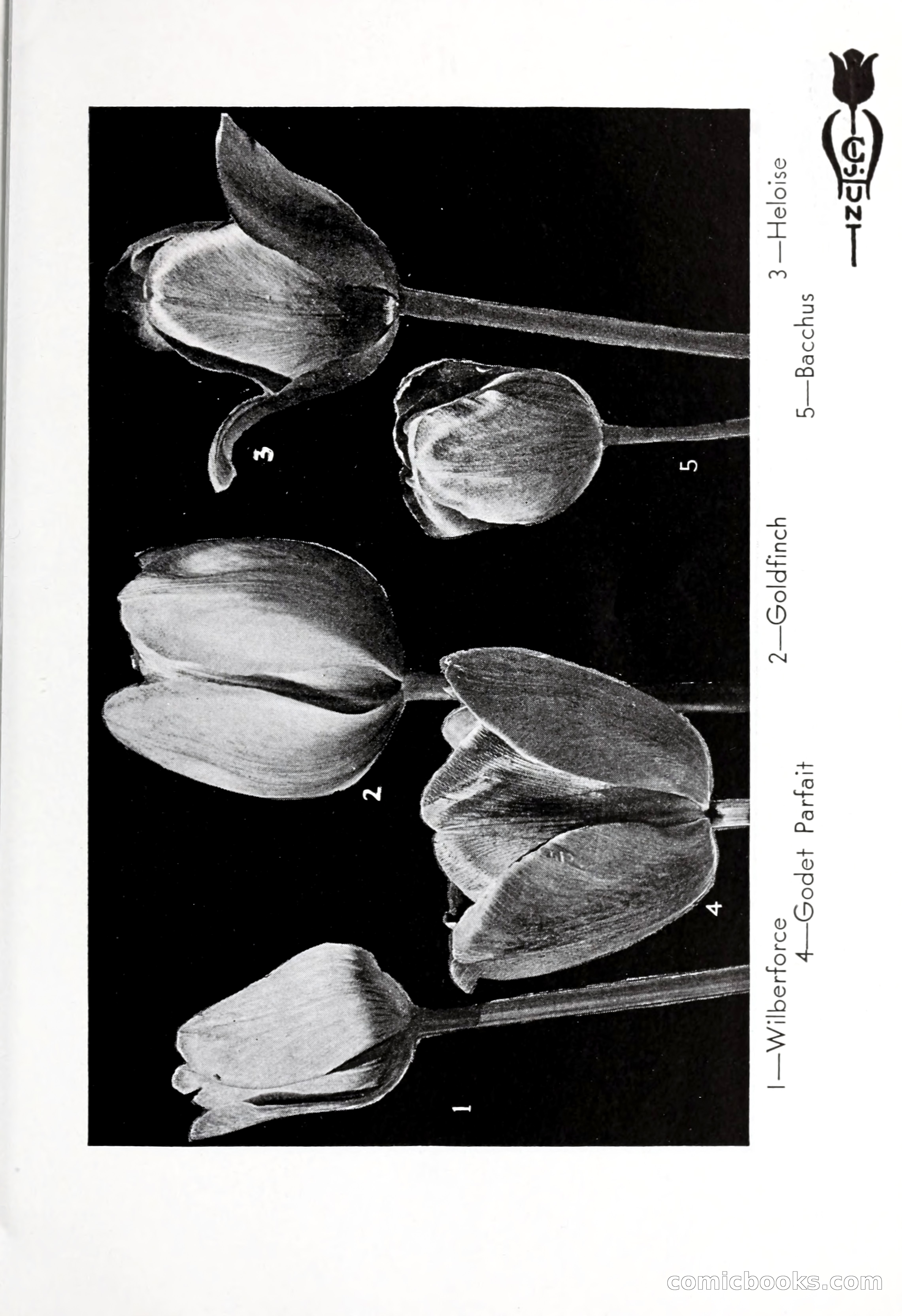 Blue Book of Bulbs, 1932 — page 72 of 121
