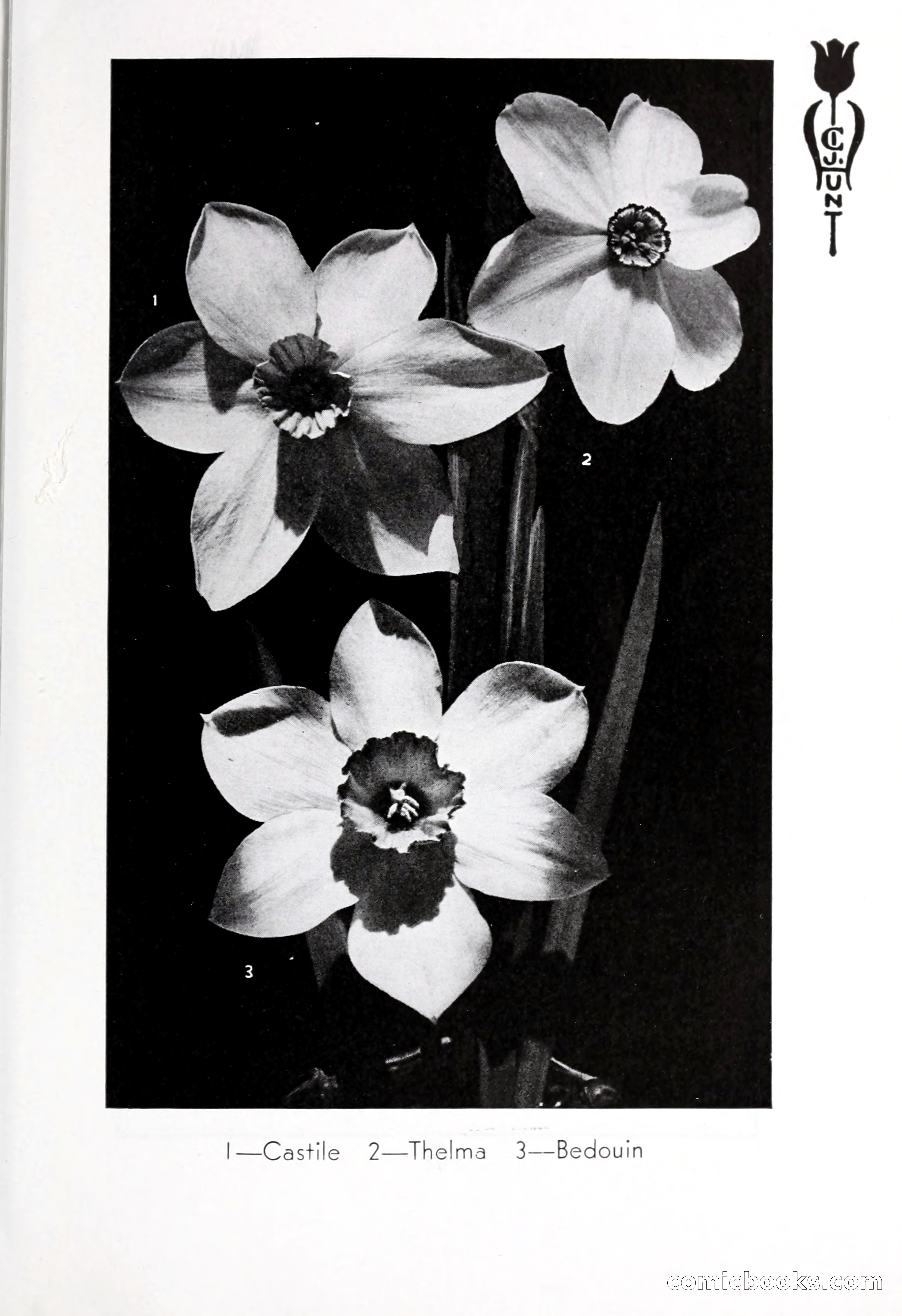 Blue Book of Bulbs, 1932 — page 86 of 121
